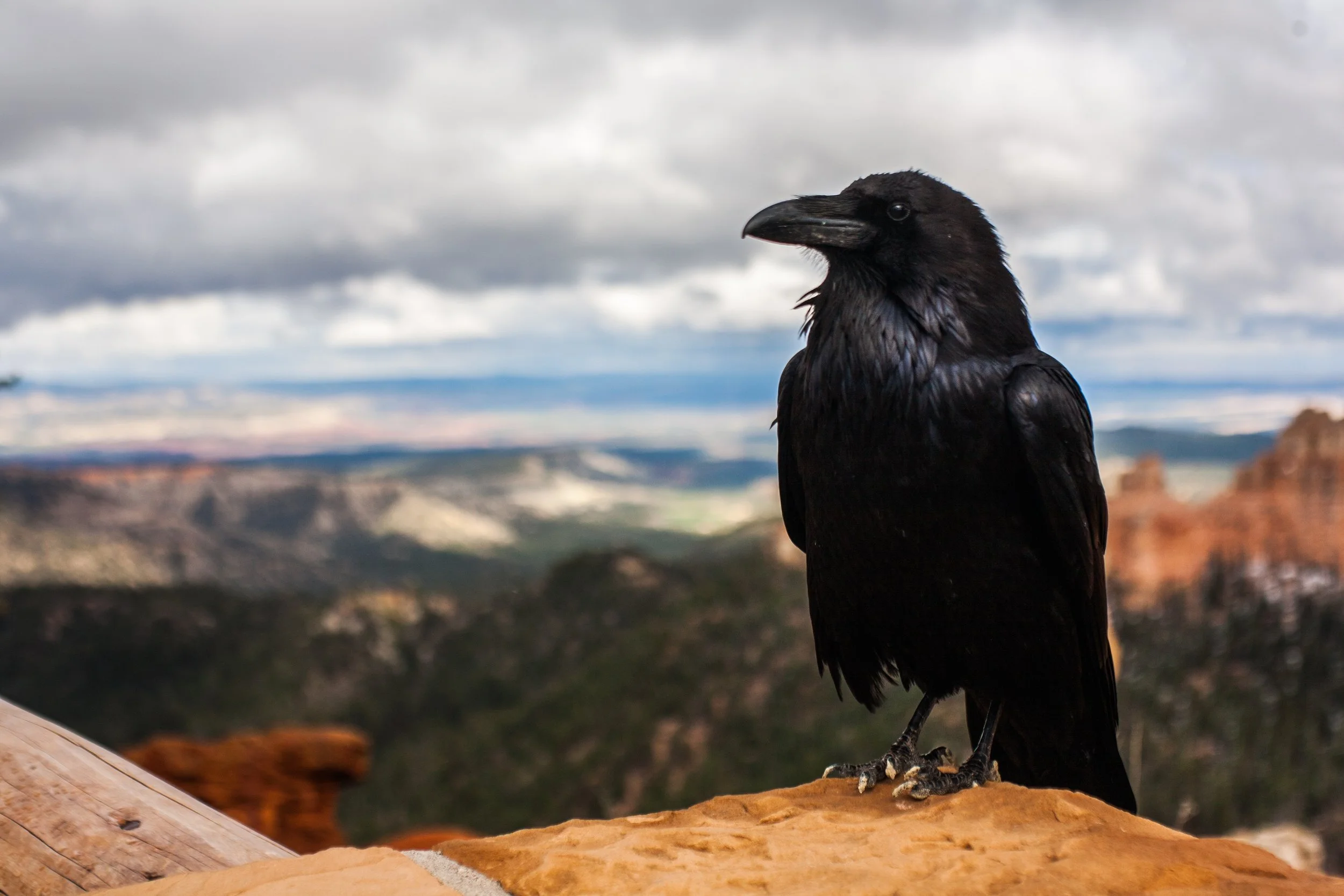 Photo by Tyler Quiring on Unsplash
