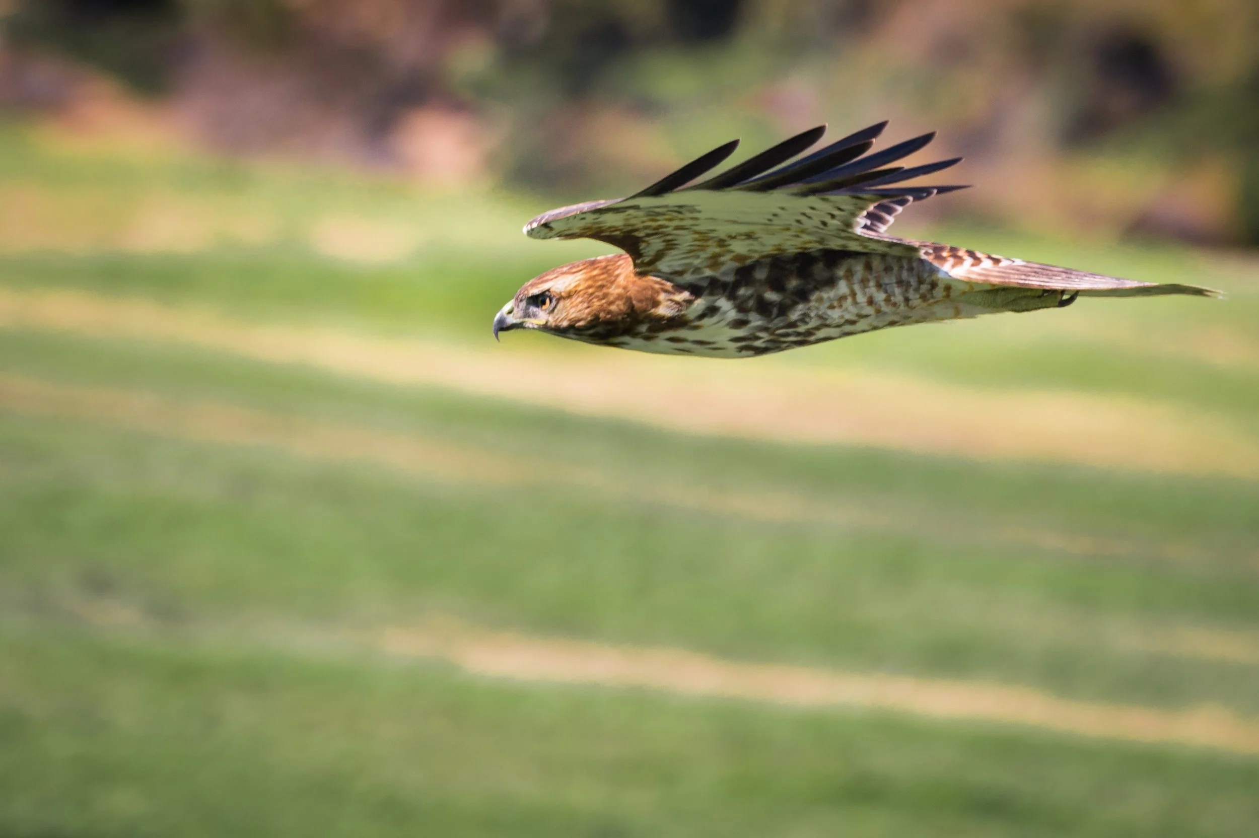 The Four Visitors: How a cat, a hawk, a tortoise and a dog helped initiate me into a new chapter of my life