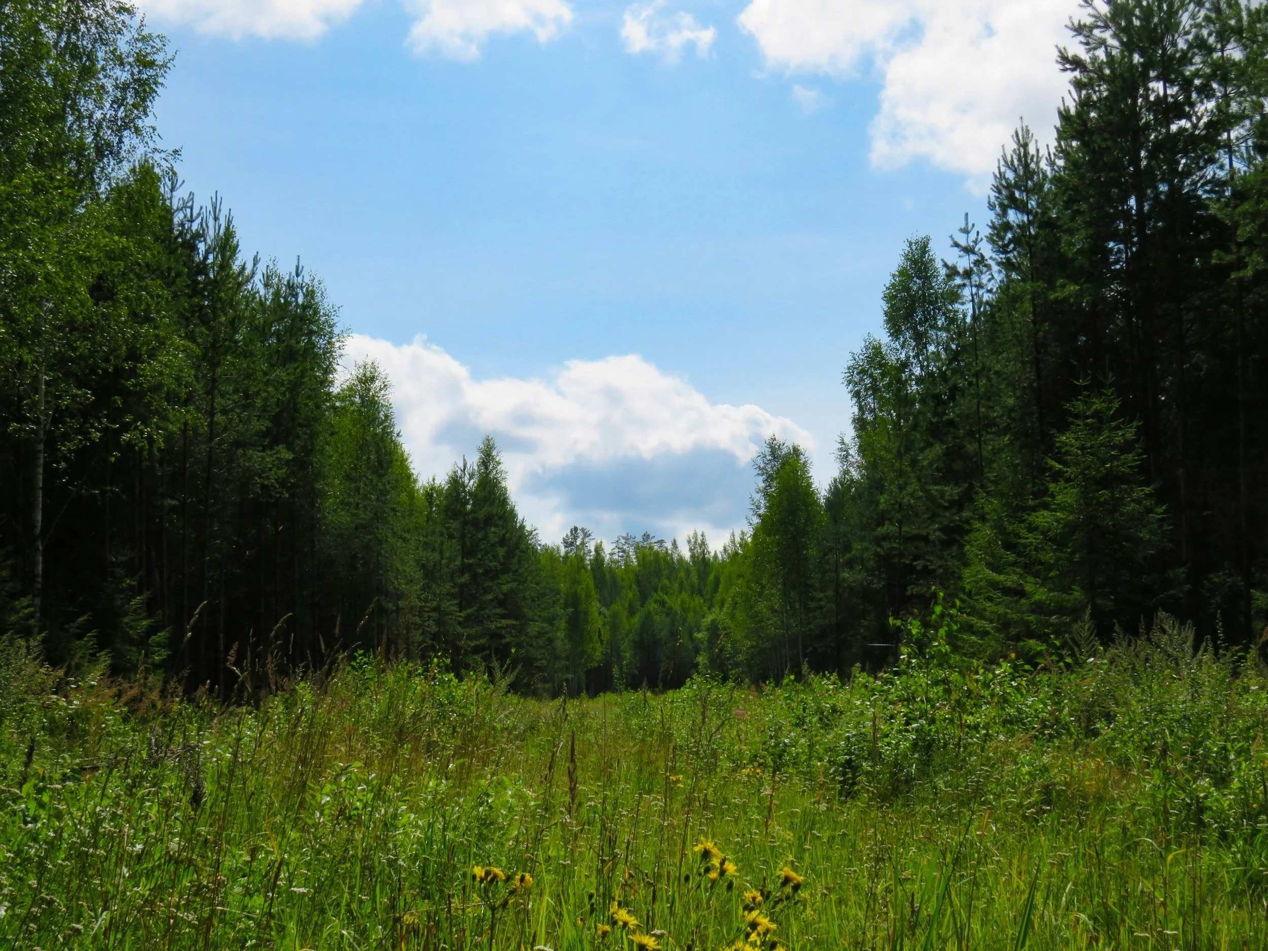 Growing in Alignment with Your Primary Element