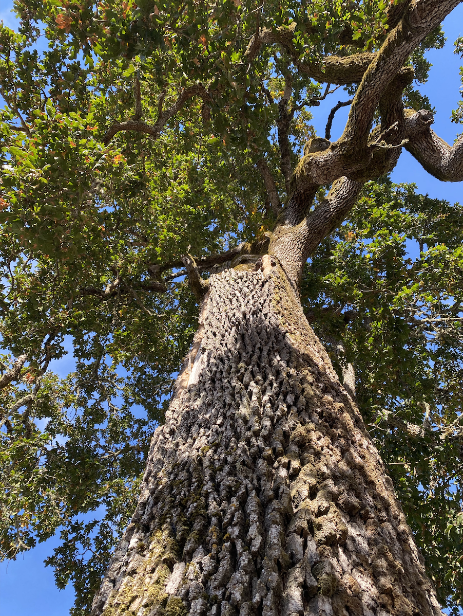 The Land Can Restore Your Ancestral Memory