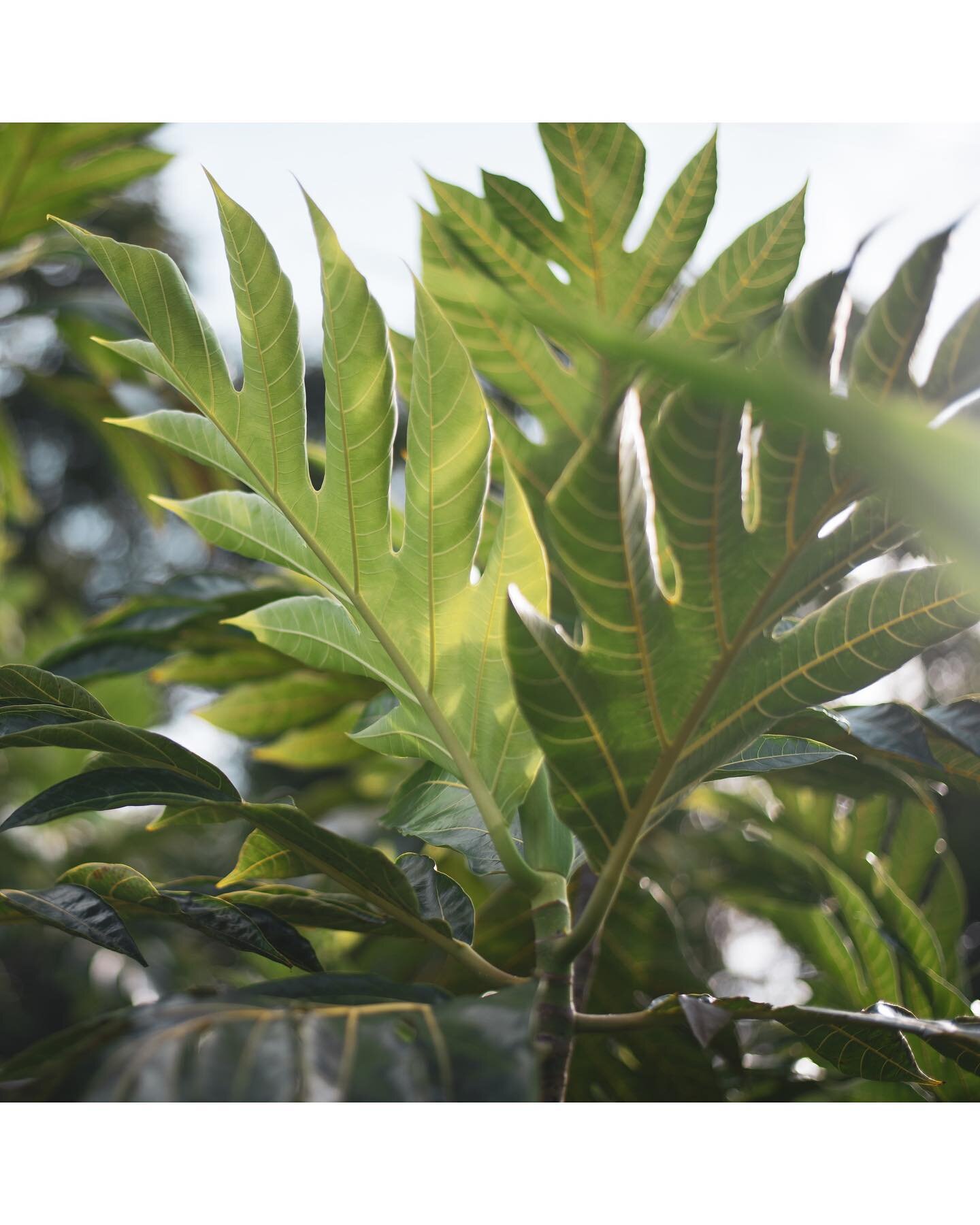 Lush Honokaʻa plants soaking up the elements. 🌿💧🌞 
One of the perks to always having my camera on me is sometimes I pull over on long drives just to pay homage to the ʻĀina with some plant portraits. 📸

#honokaa #bigisland #bigislandphotographer 