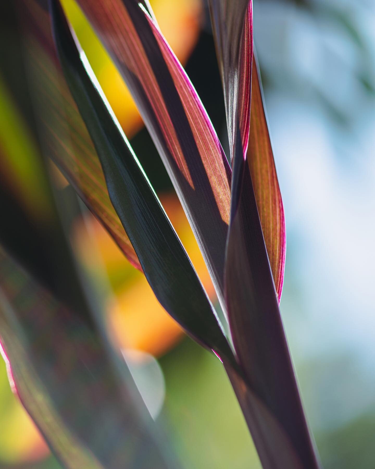 Macro ti plants in bright daylight. I really dig all of the shapes and textures ti plants make. These are just a few of so many color and leaf pattern variations they come in. 🌱📸

#tiplants #hawaiiisland #bigislandphotographer #bigislandphotoclub #