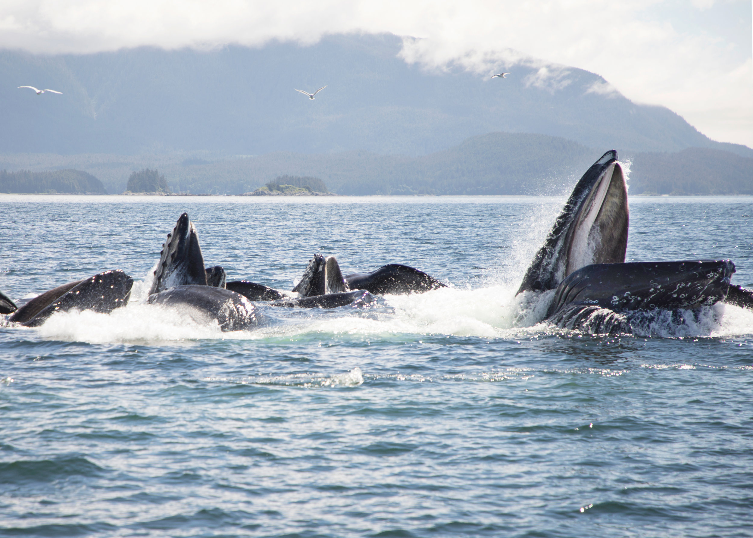 Humpbacks.jpg