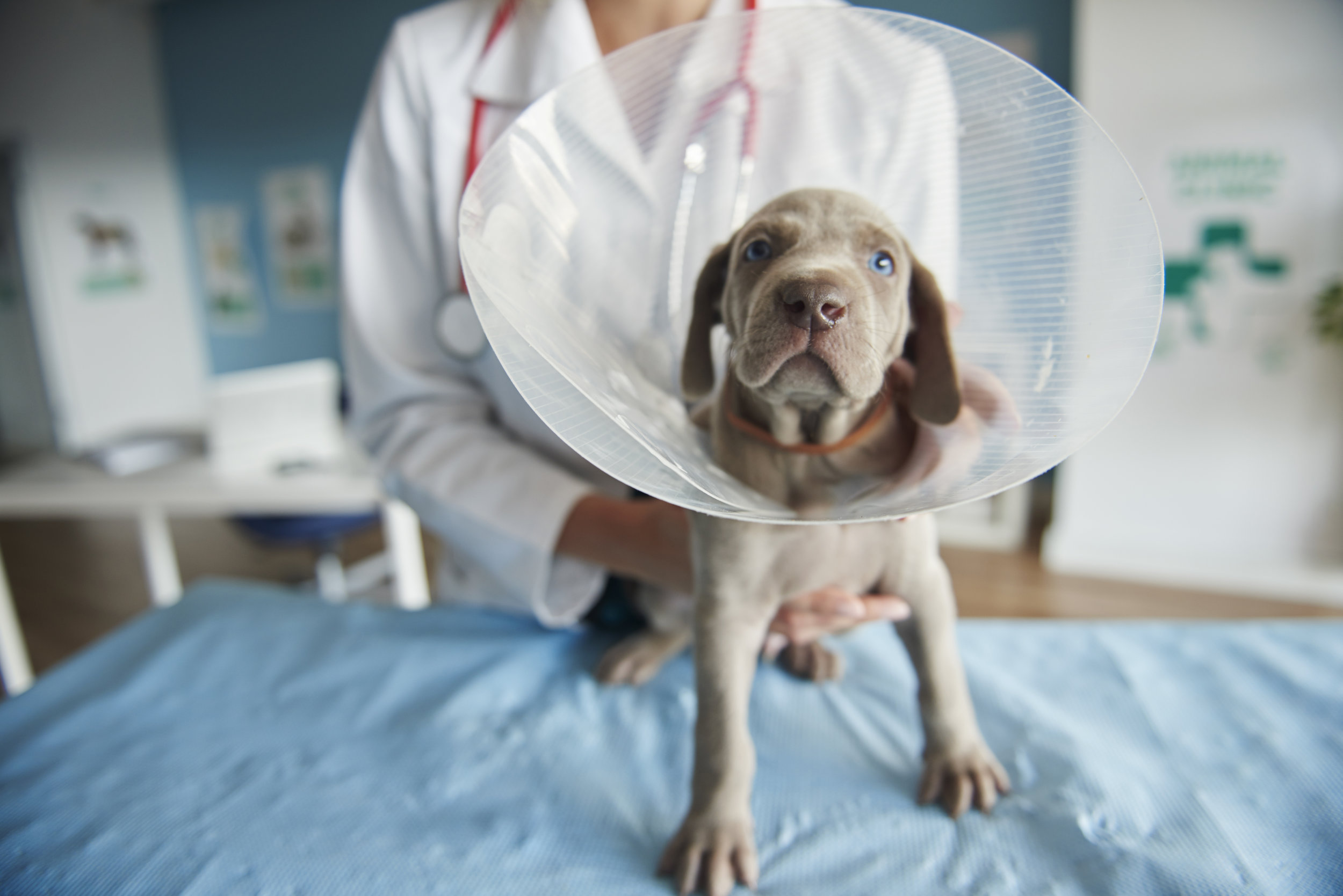 where to get dog spayed for free near me