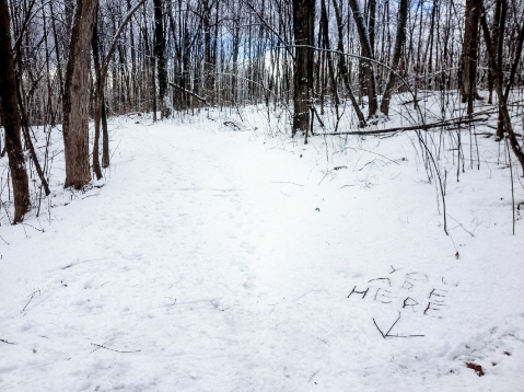 Colin T. O’Neill Trail , Middlebury, VT 2015 Archival pigment print 18 x 13 in