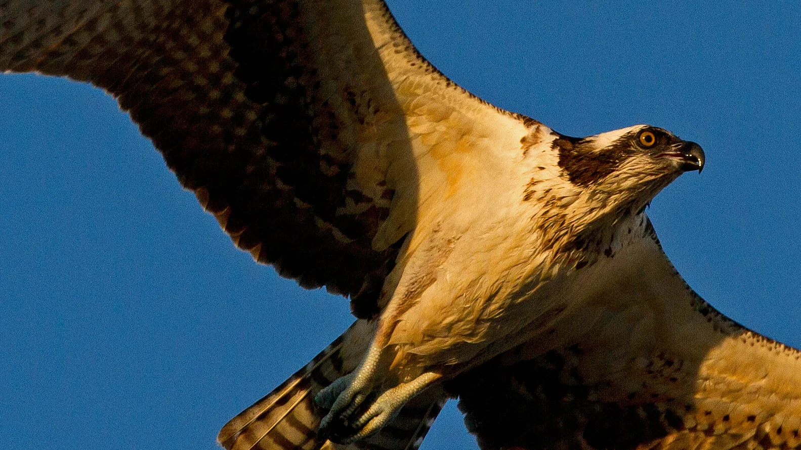 Osprey 2.jpg