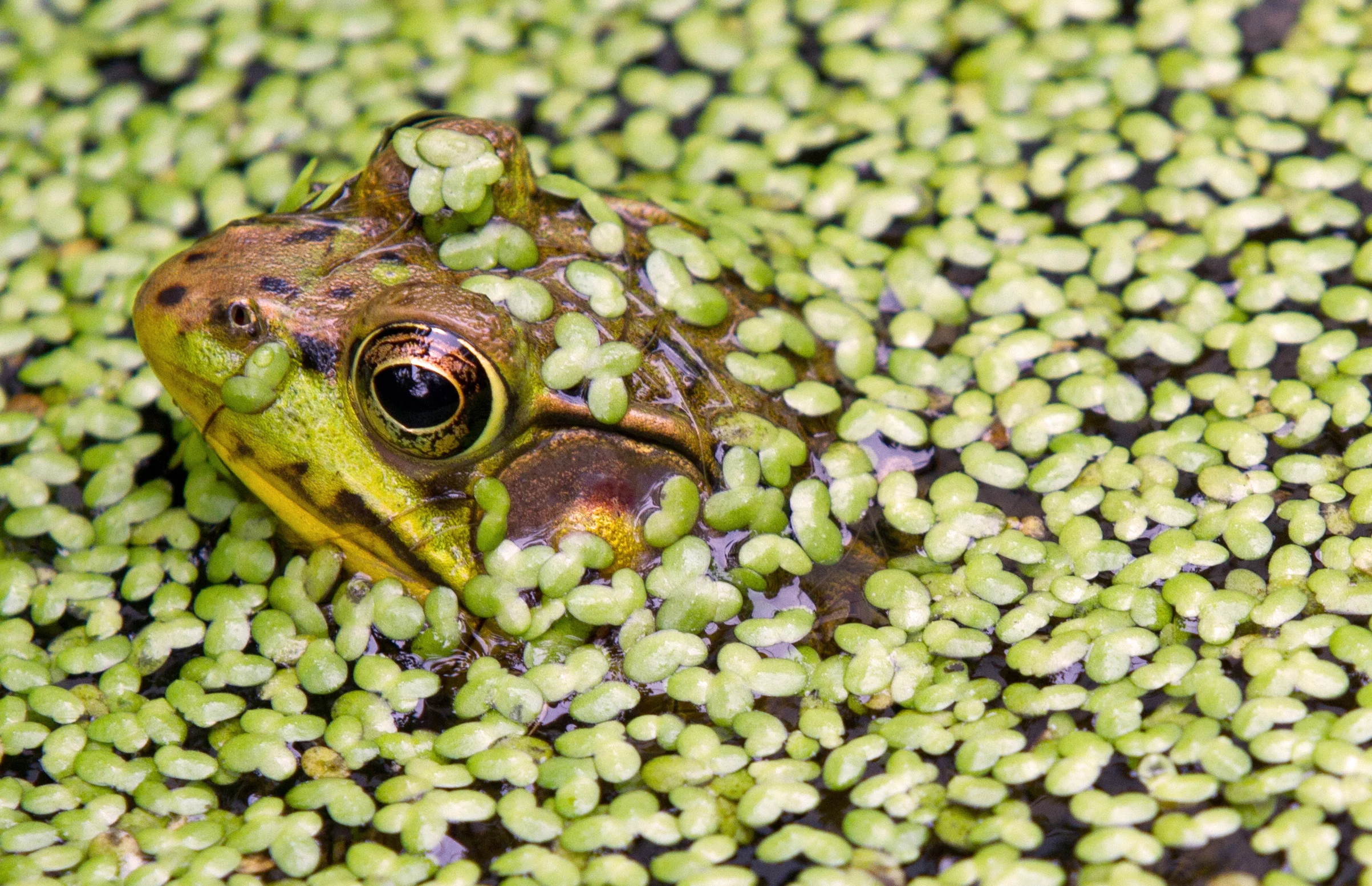Frog.jpg