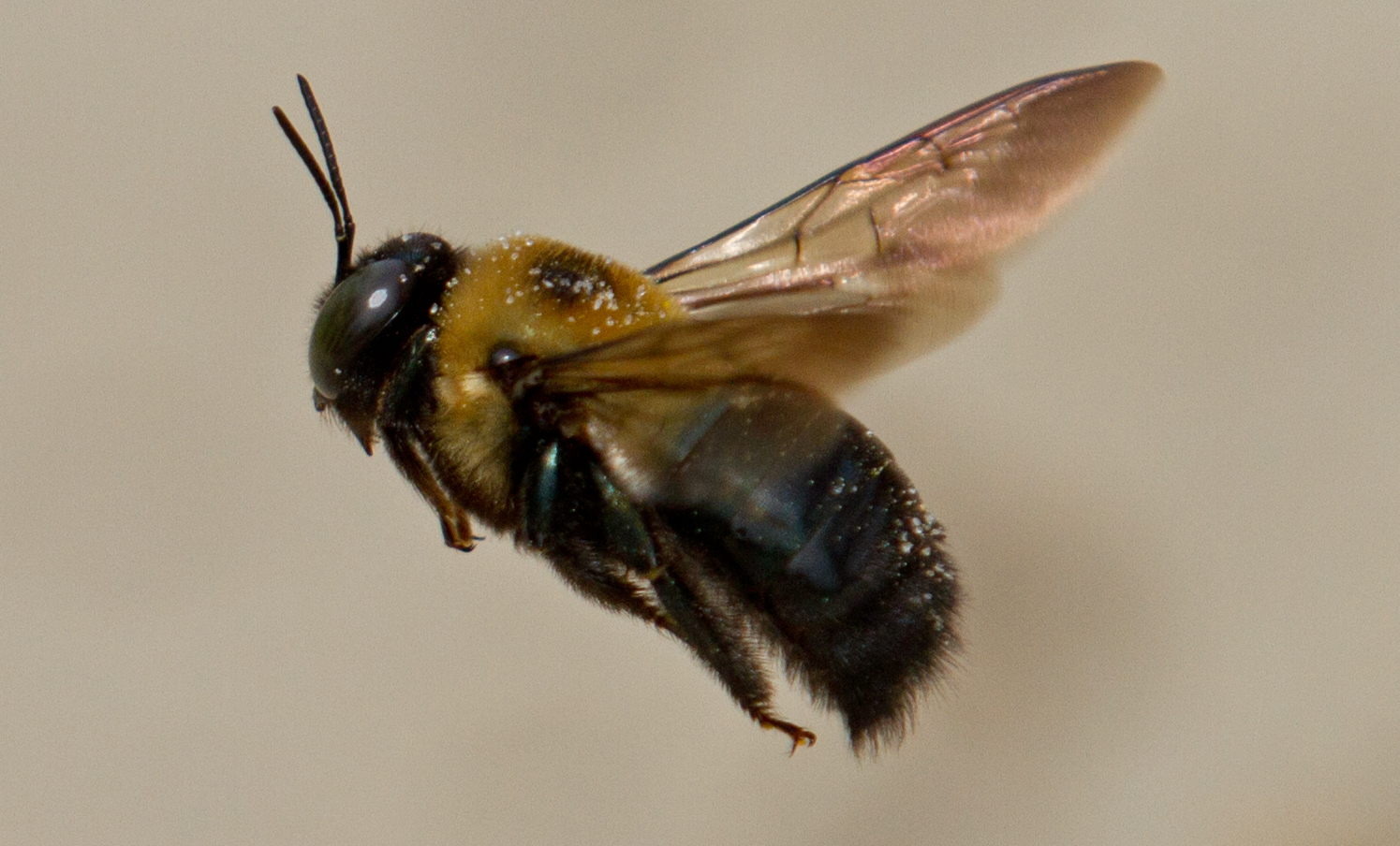 April 2014 Bee.jpg