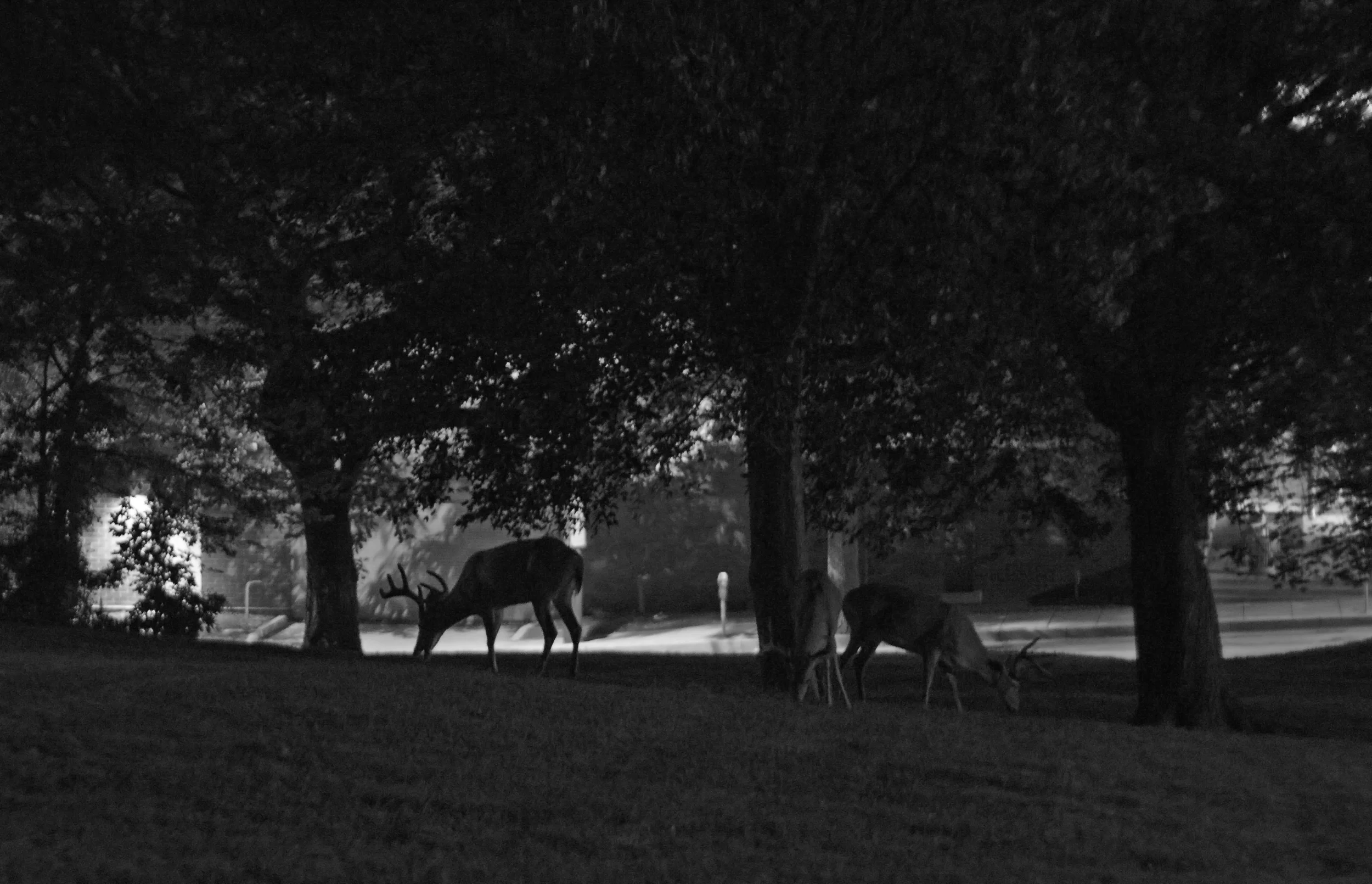 This one was with the Helios 40-2 85mm lens. Shutter: 1/10. ISO: 3200. I believe I had the aperture somewhere around f/2.5. 