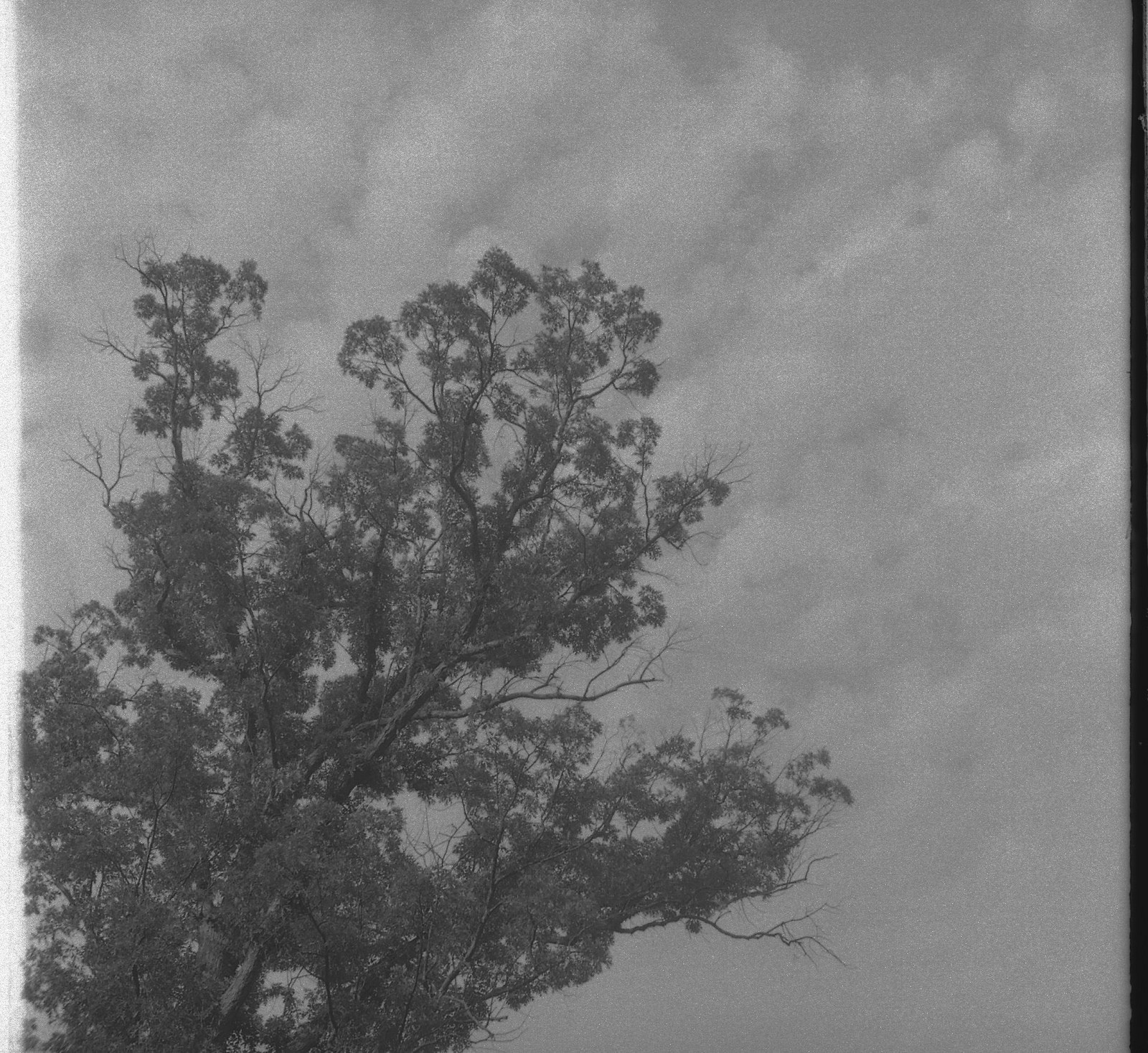 Back to the ReraPan film. I liked how the clouds seemed to be extensions of the tree. Taken on the summertime 127 Day - July 12, or 12/7 if you write your dates like that. Of course the more American wintertime 127 Day will come January 12. Shooters of 120 format film sadly only get their day just once a year January 20.
