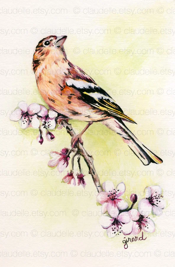 4x6-Common_Chaffinch.jpg