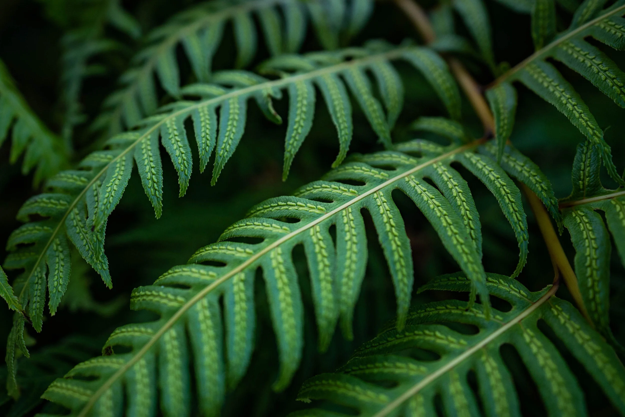 fern_close_up_cory_woodruff.jpg