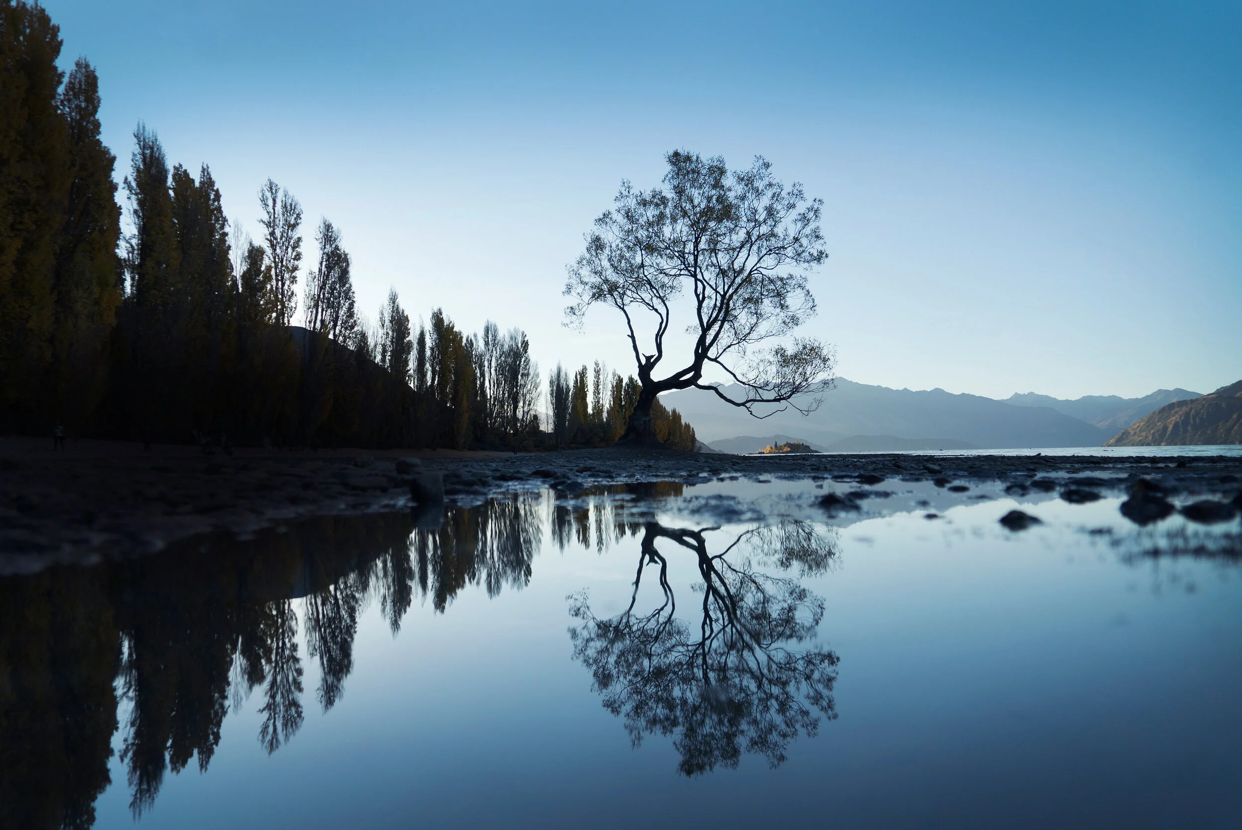 wanaka__tilt_tree_new_zealand_cory_woodruff.jpg