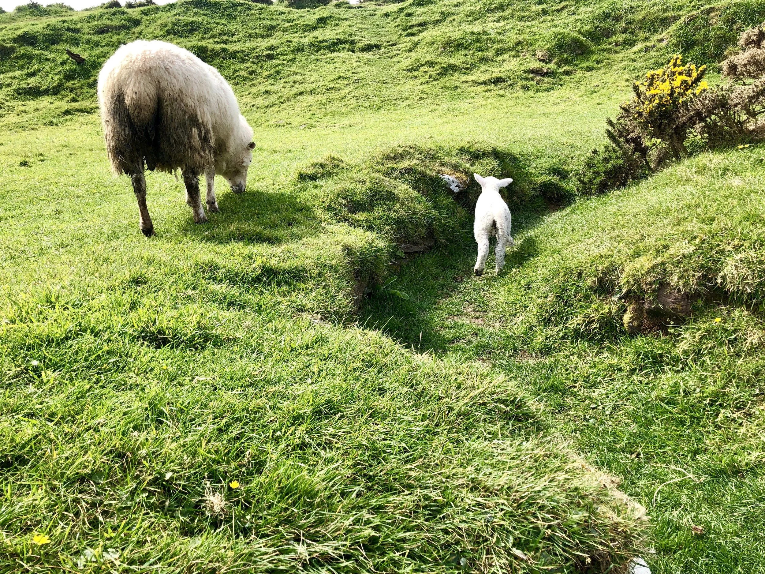 Dingle, Ireland
