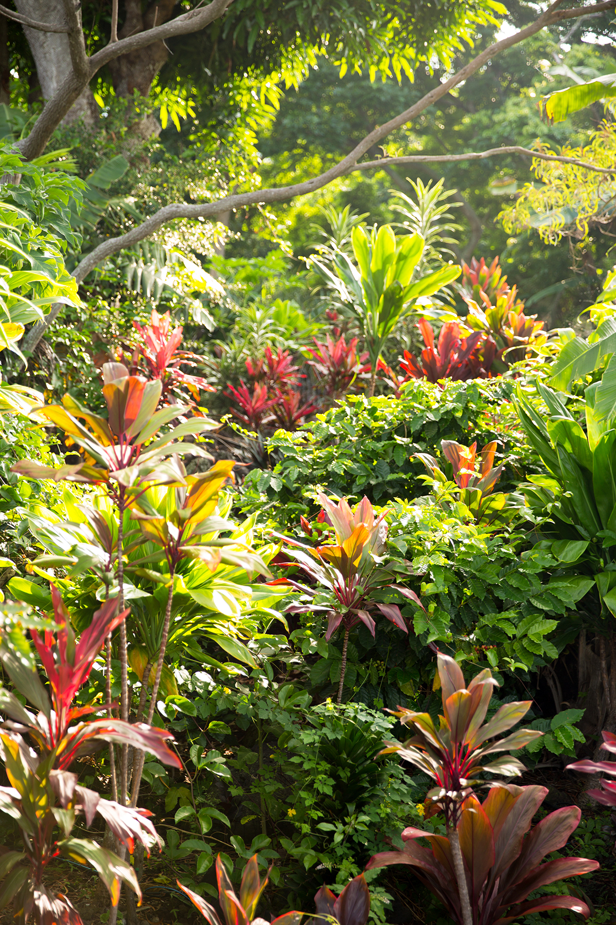 hawaii-day-one-006.jpg