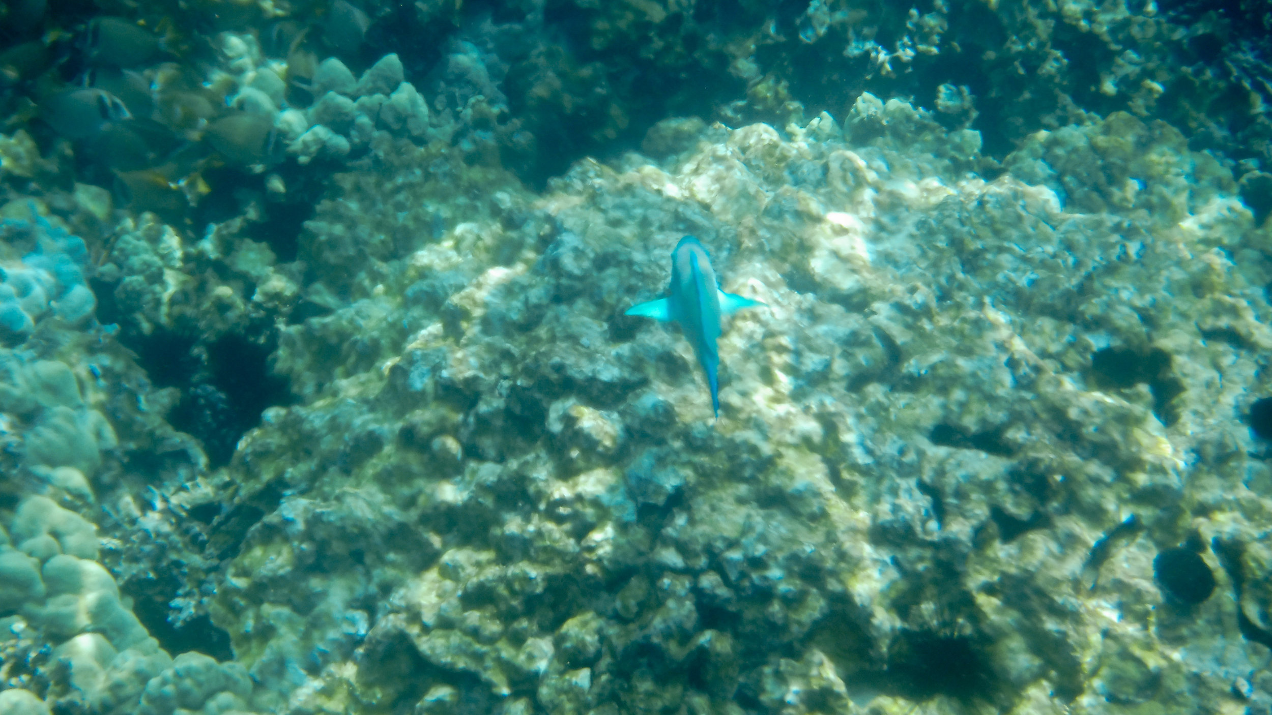 hawaii-day-two-070.jpg