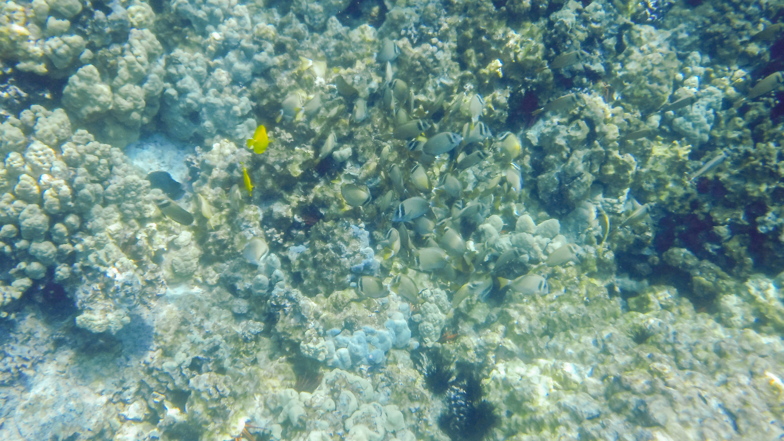 hawaii-day-two-073.jpg