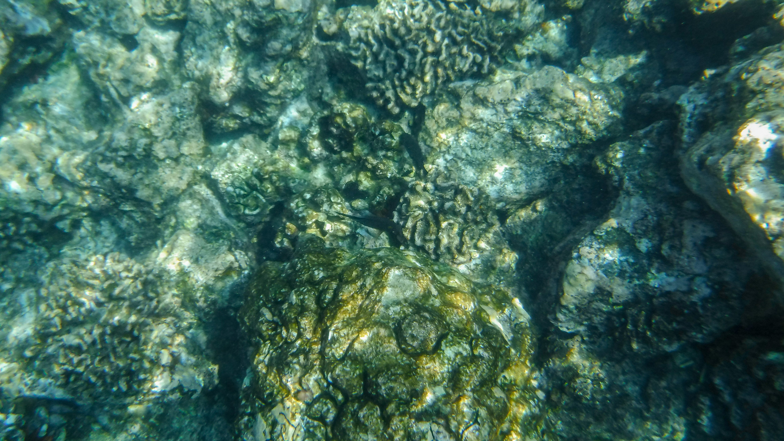 hawaii-day-two-081.jpg