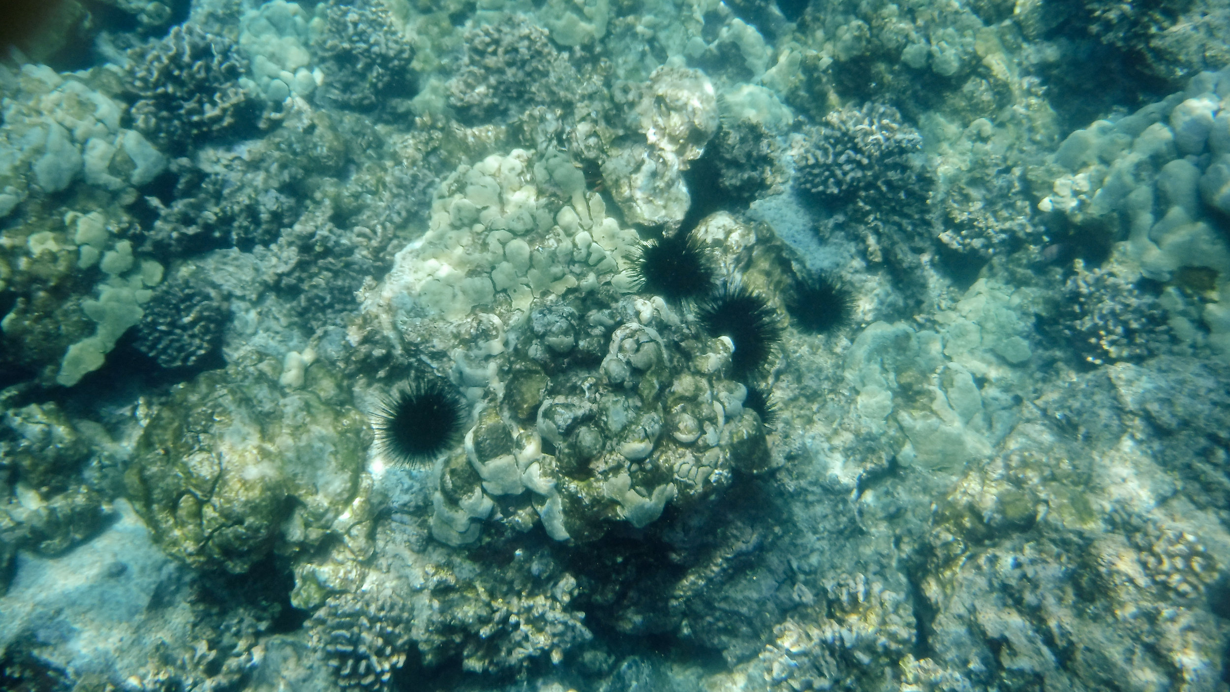 hawaii-day-two-093.jpg