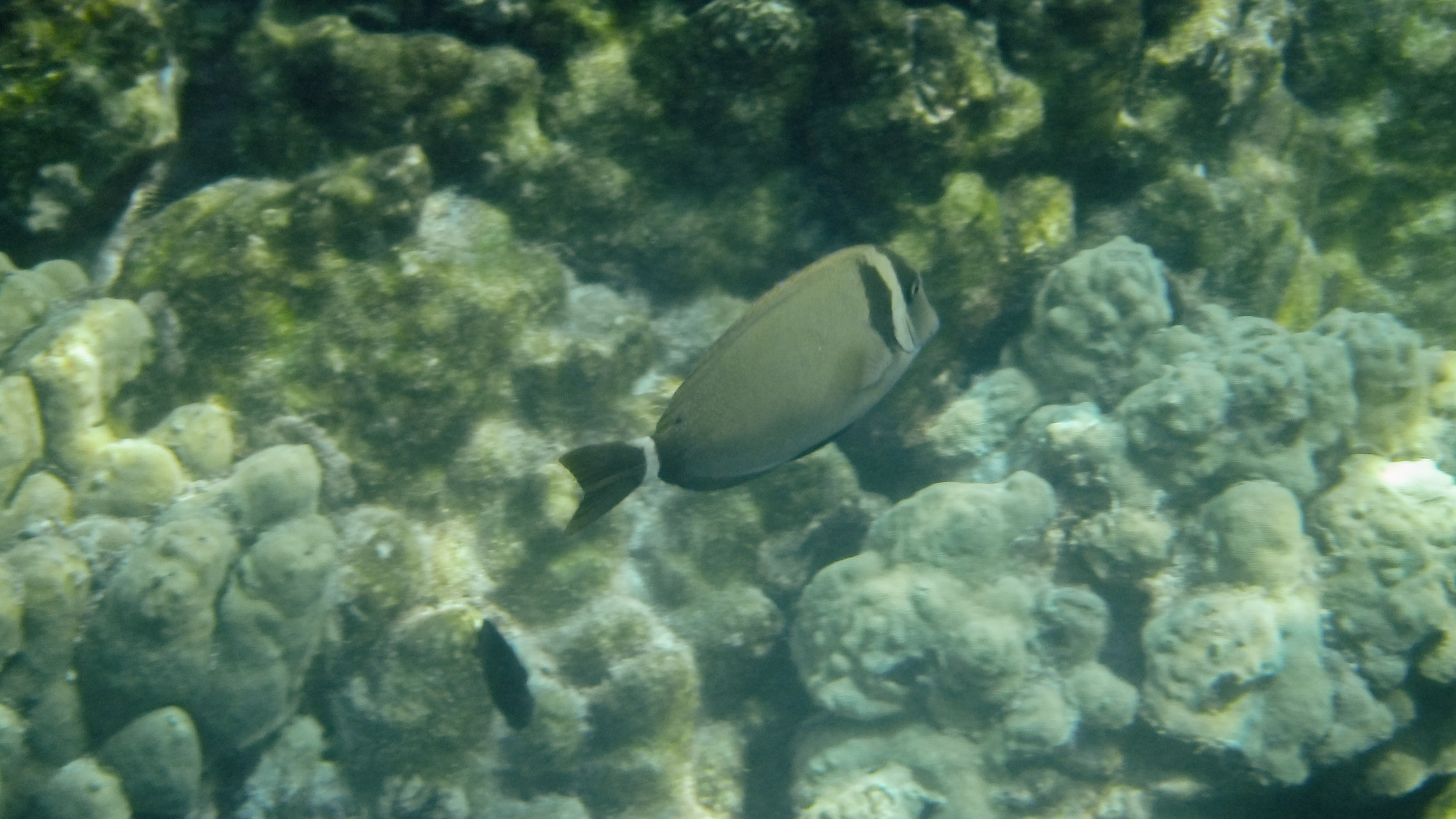 hawaii-day-two-096.jpg