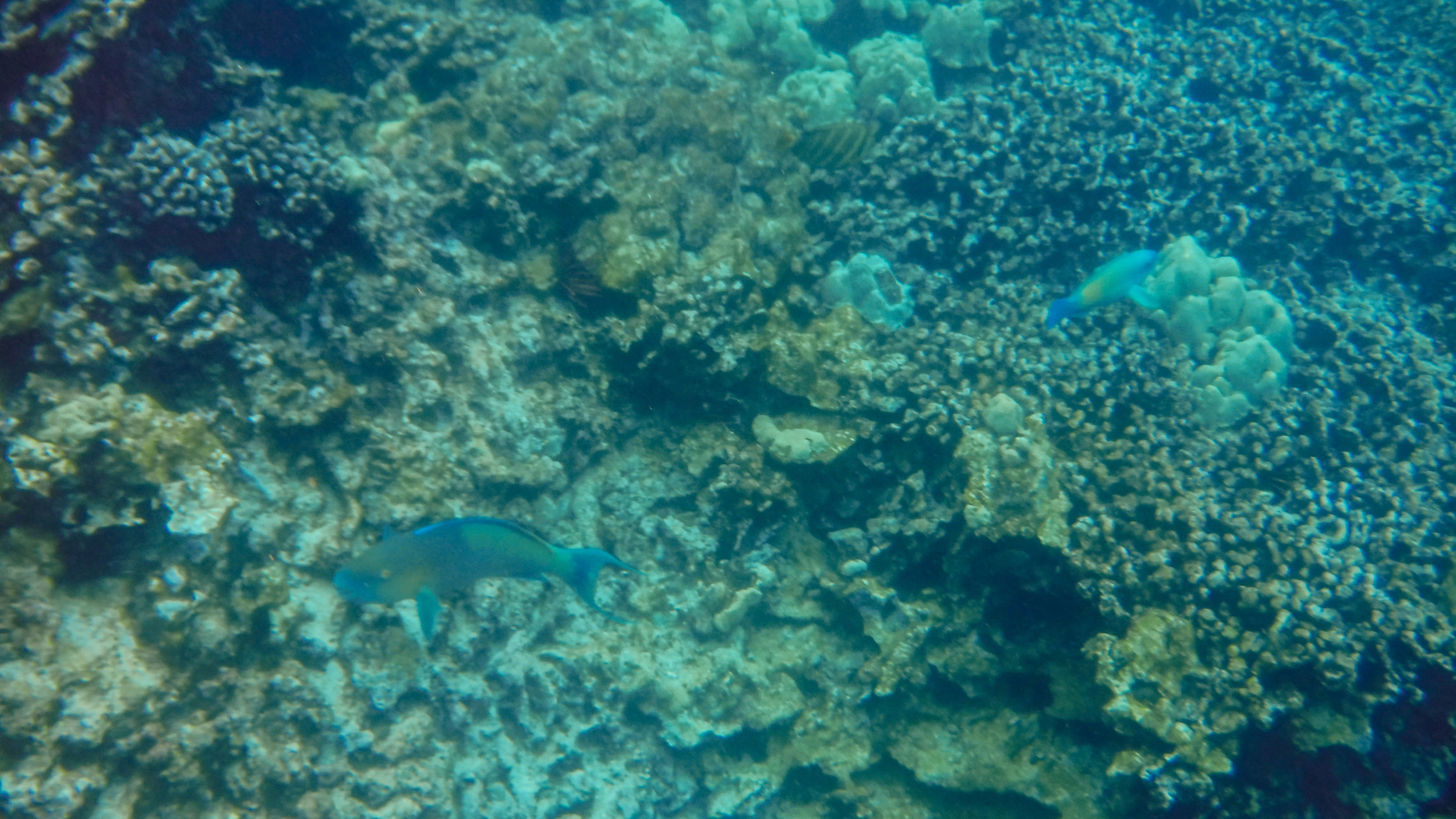hawaii-day-two-123.jpg