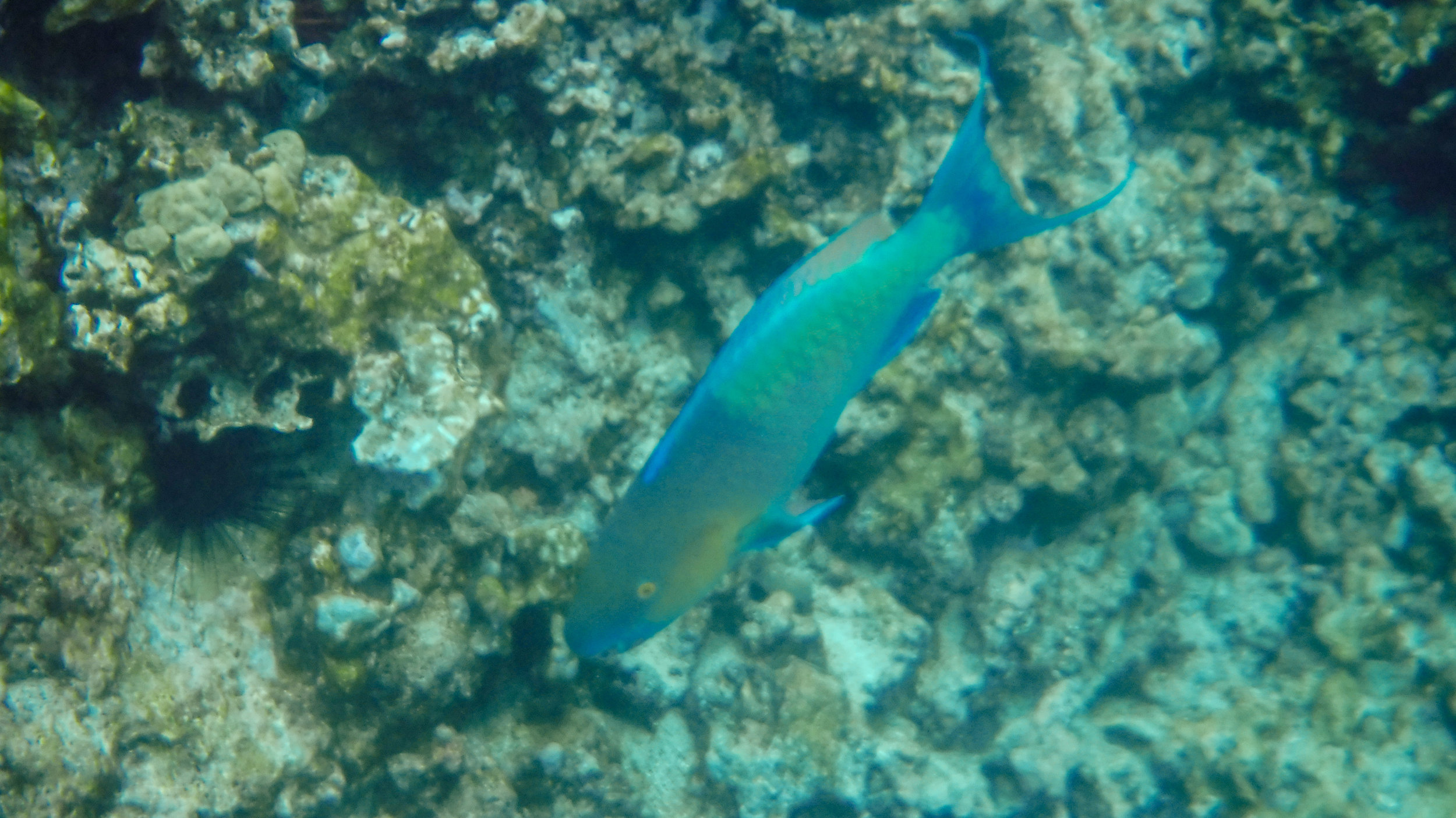 hawaii-day-two-124.jpg