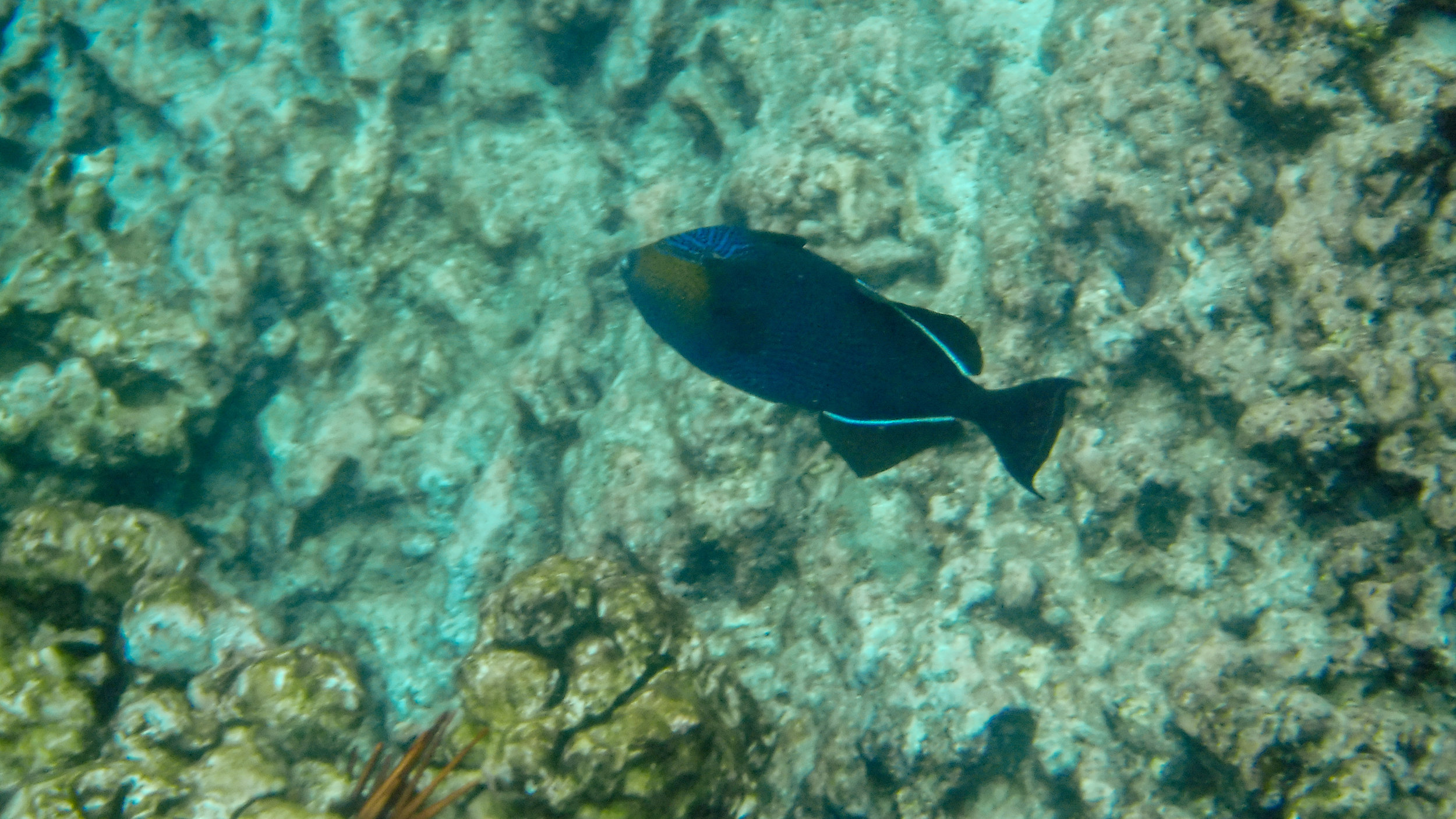 hawaii-day-two-130.jpg