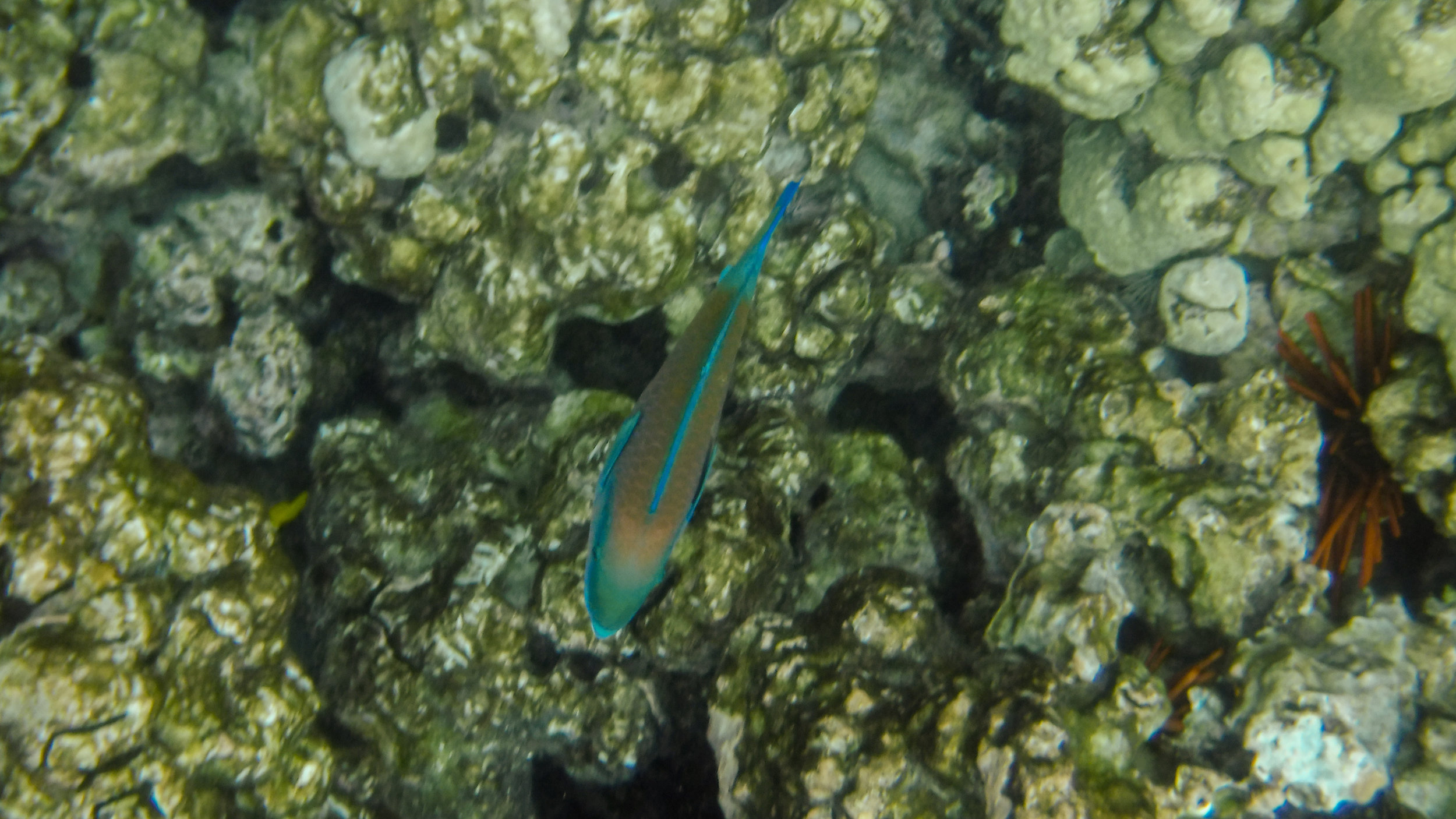 hawaii-day-two-135.jpg