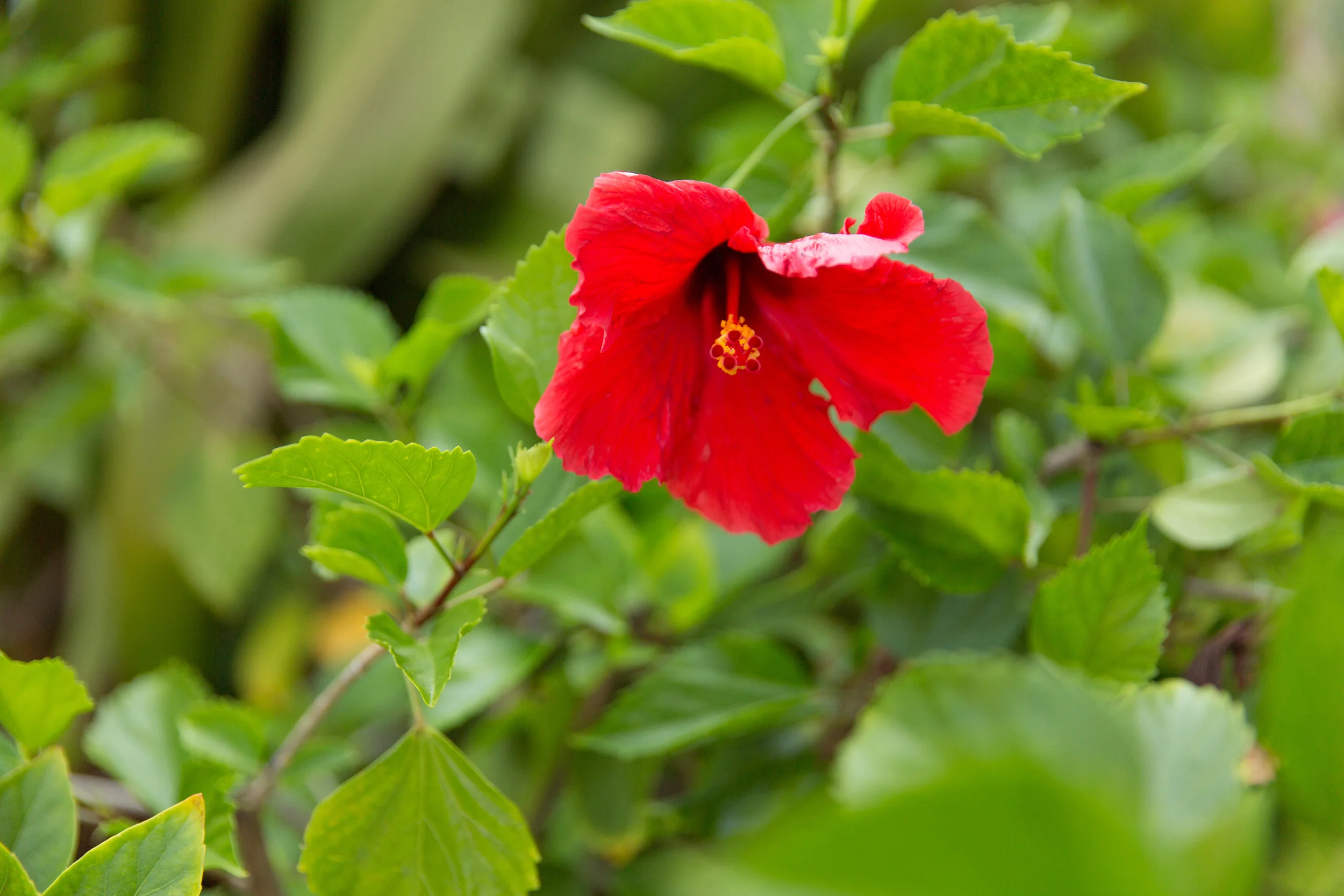 hawaii-day-three-158.jpg