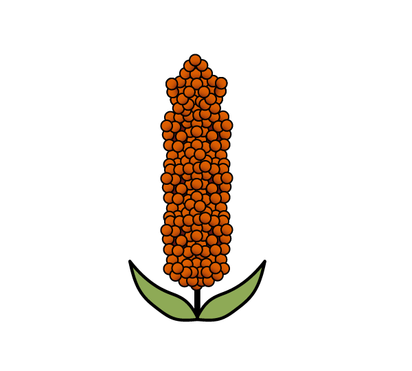 sorghum.png