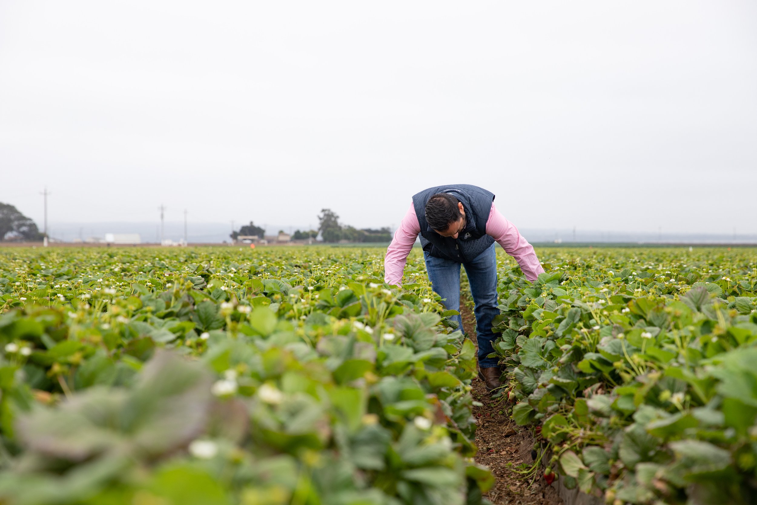 california-fresno-salinas-150.jpg
