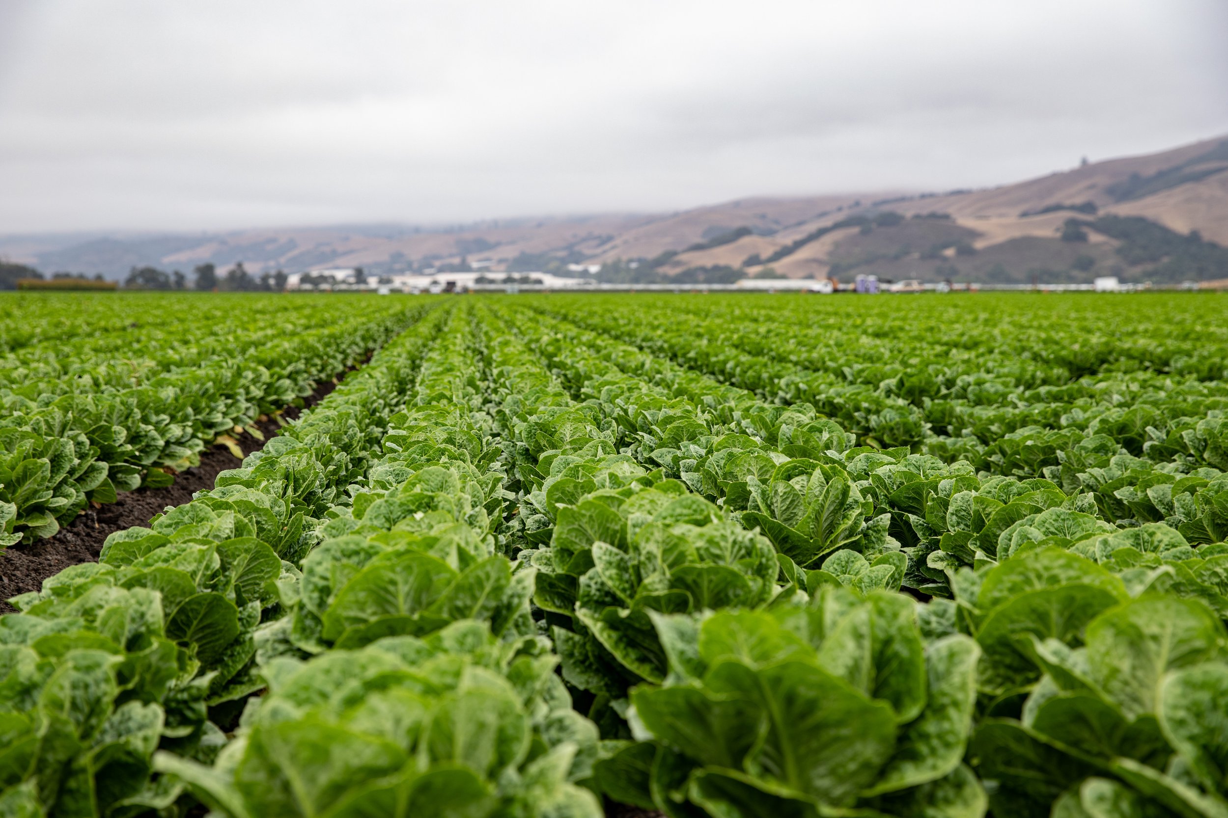 california-fresno-salinas-171.jpg