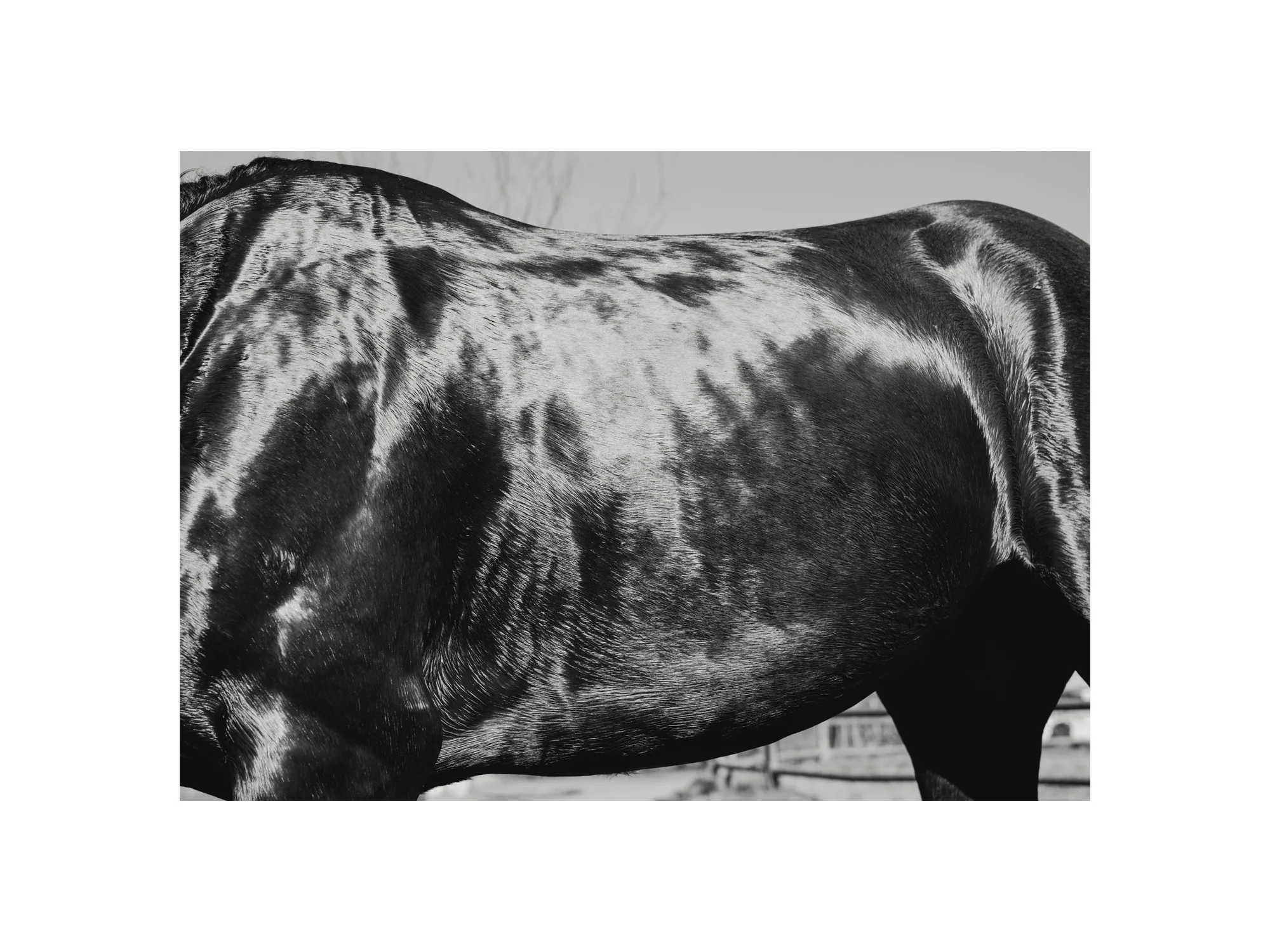horses_7.jpg