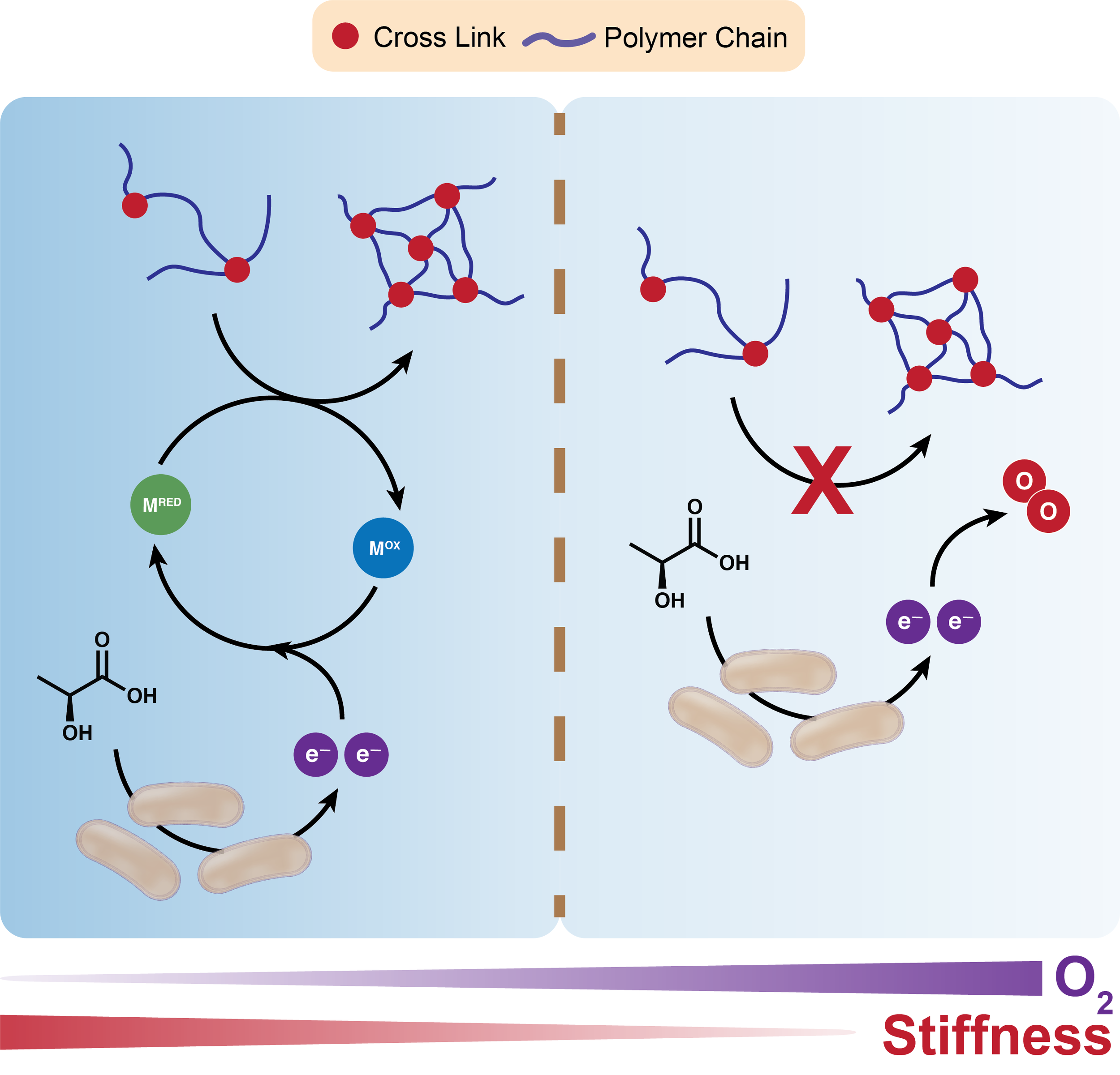 EET Hydrogel Cross-linking.png