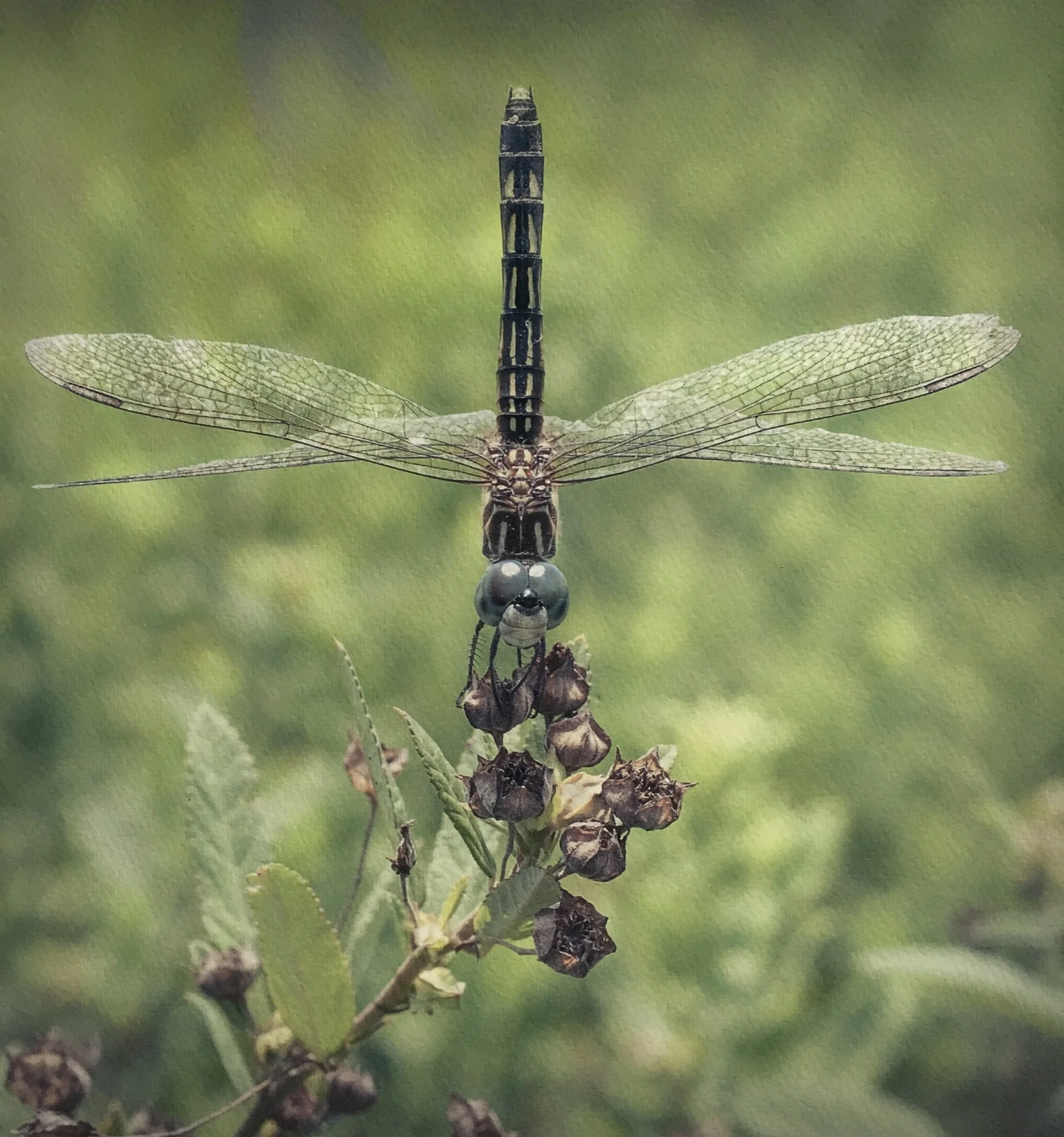 Dragonfly. 2014. Epson Velvet watercolor paper.
