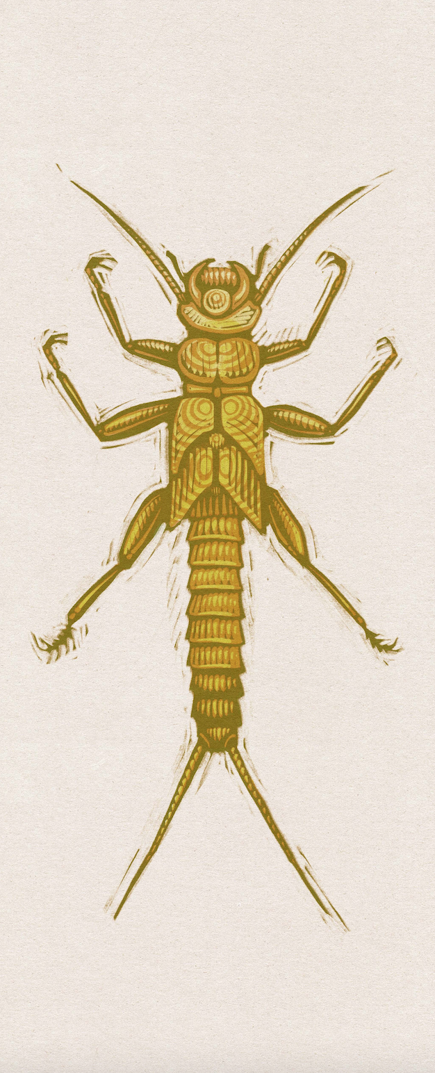YellowSally.png
