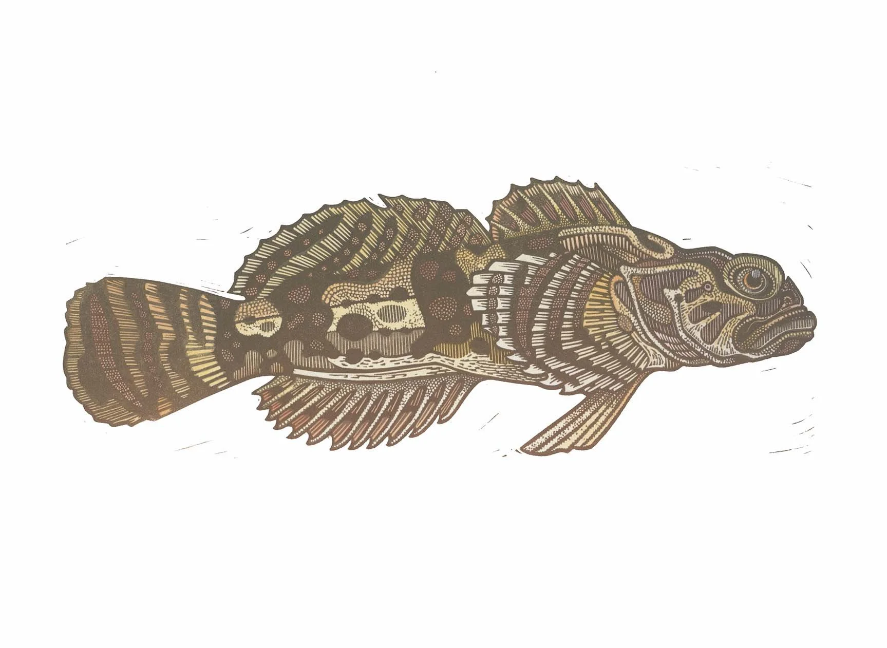 Sculpin (hand colored I).jpg