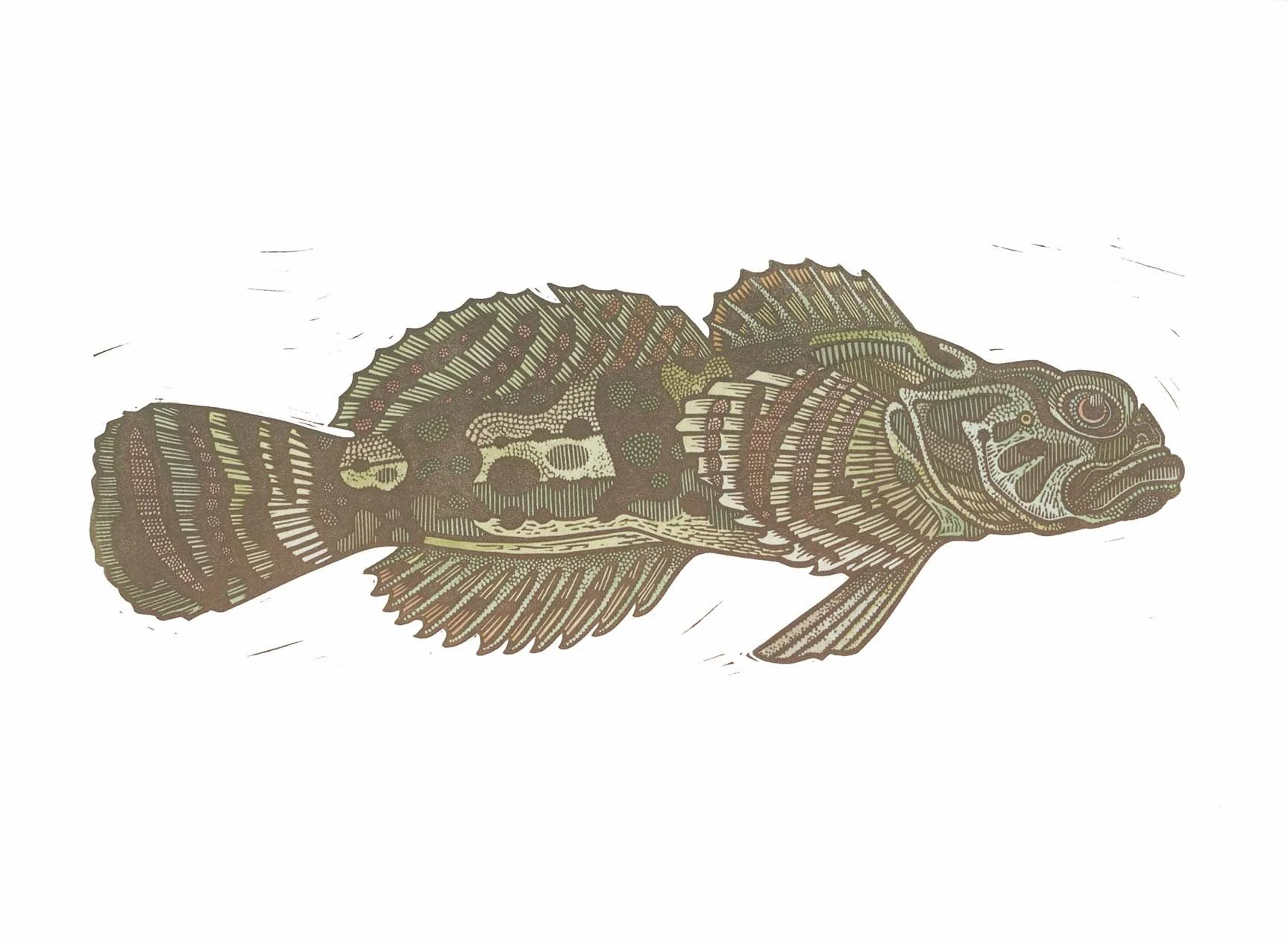 Sculpin (hand colored II).jpg