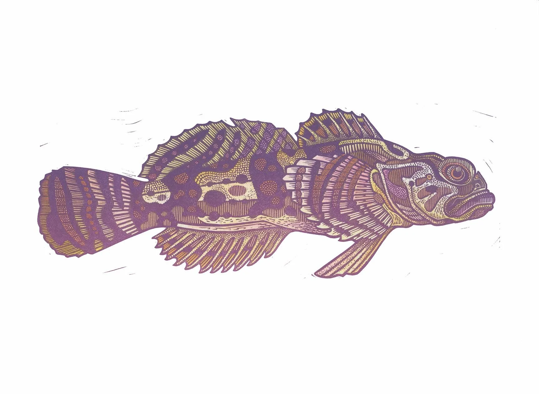 Sculpin (hand colored III).jpg
