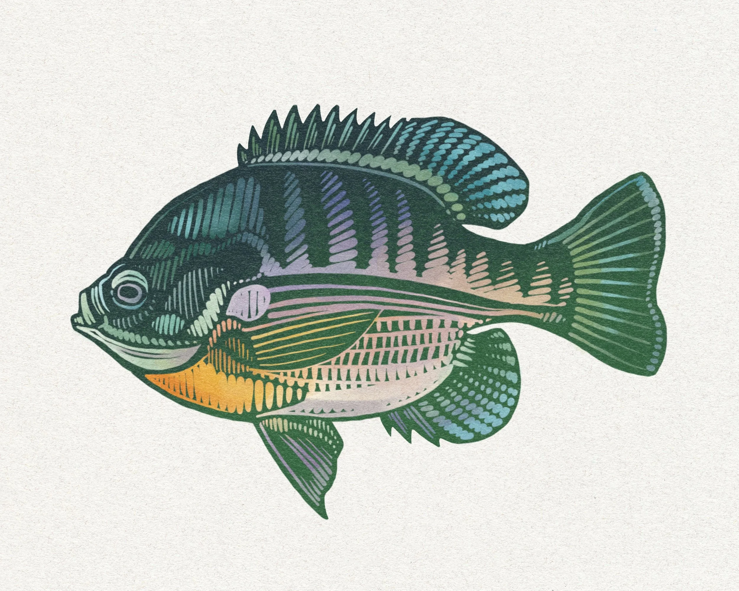 Bluegill.jpg