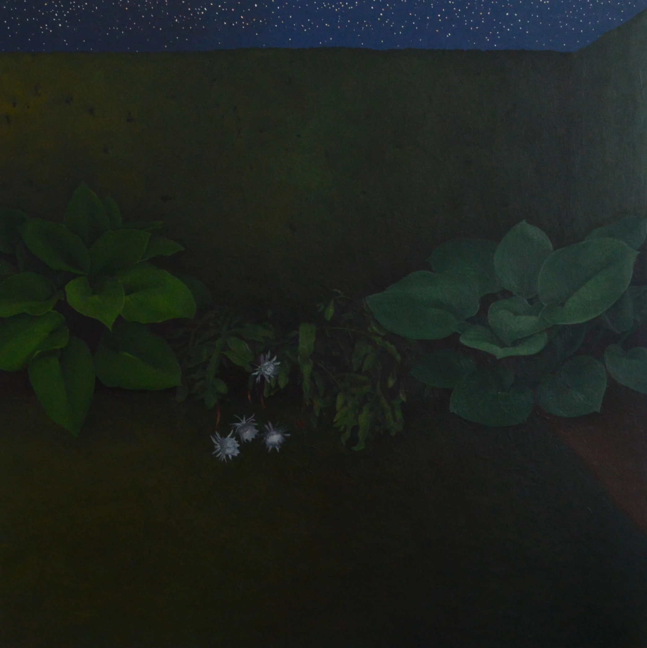 Night Garden