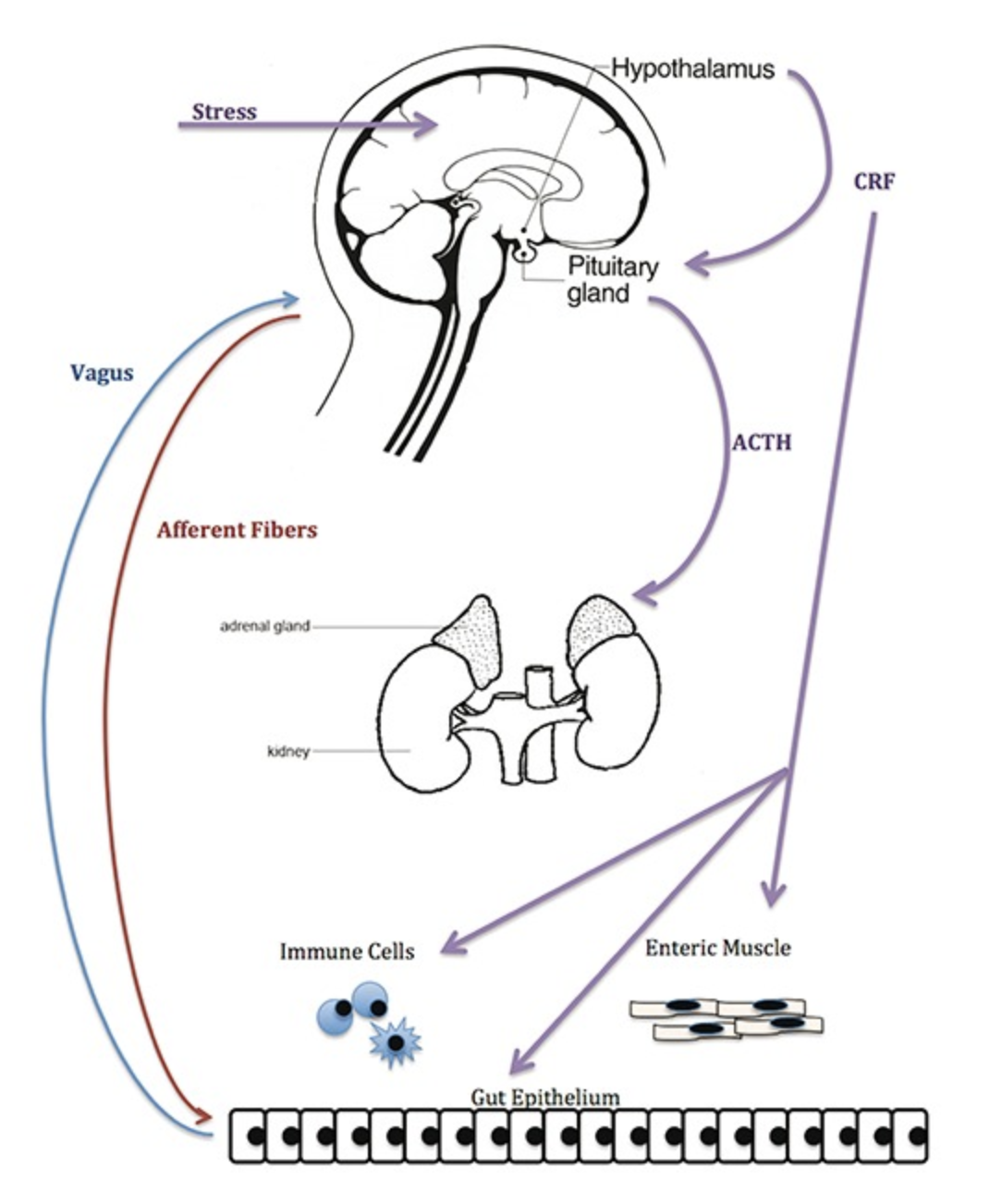 The gut-brain axis pathway. Image created by Megan Clapp and Emily Wilen.