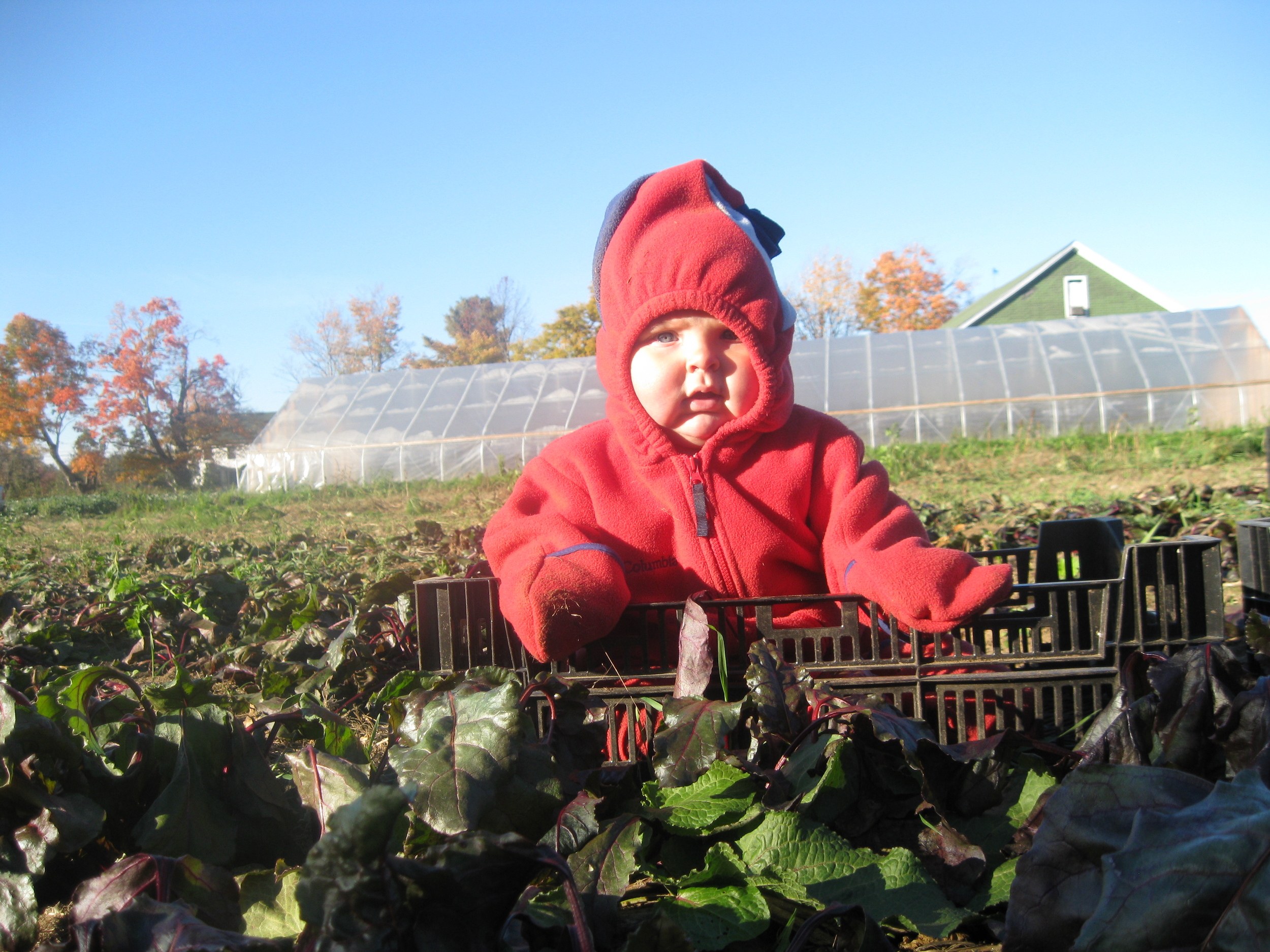 Farm and Fox---9.2015 038.JPG