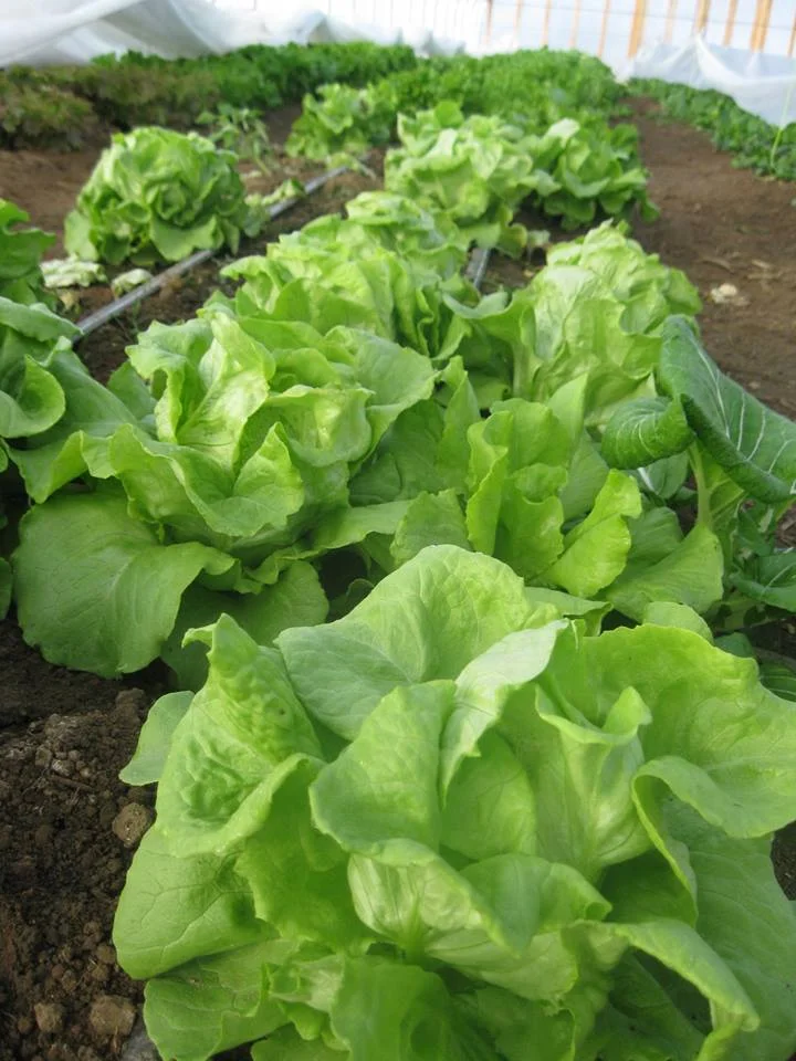 winter lettuce.jpg
