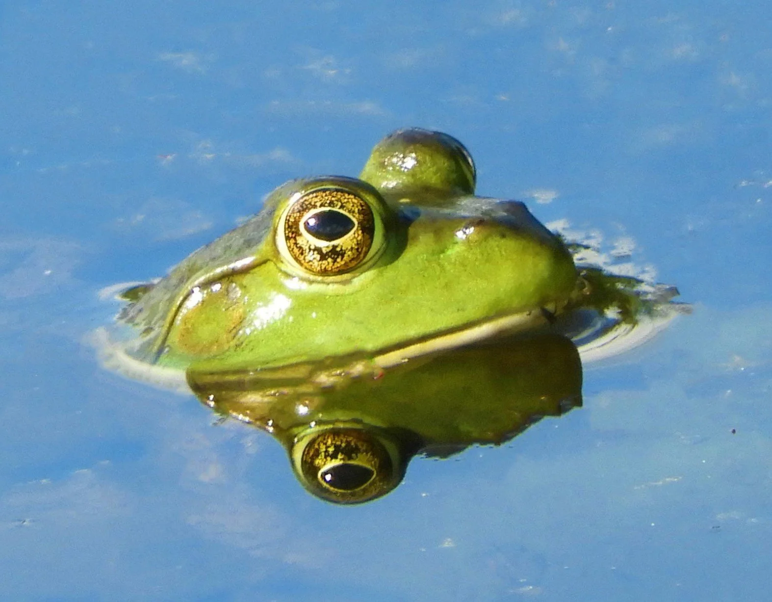 frog