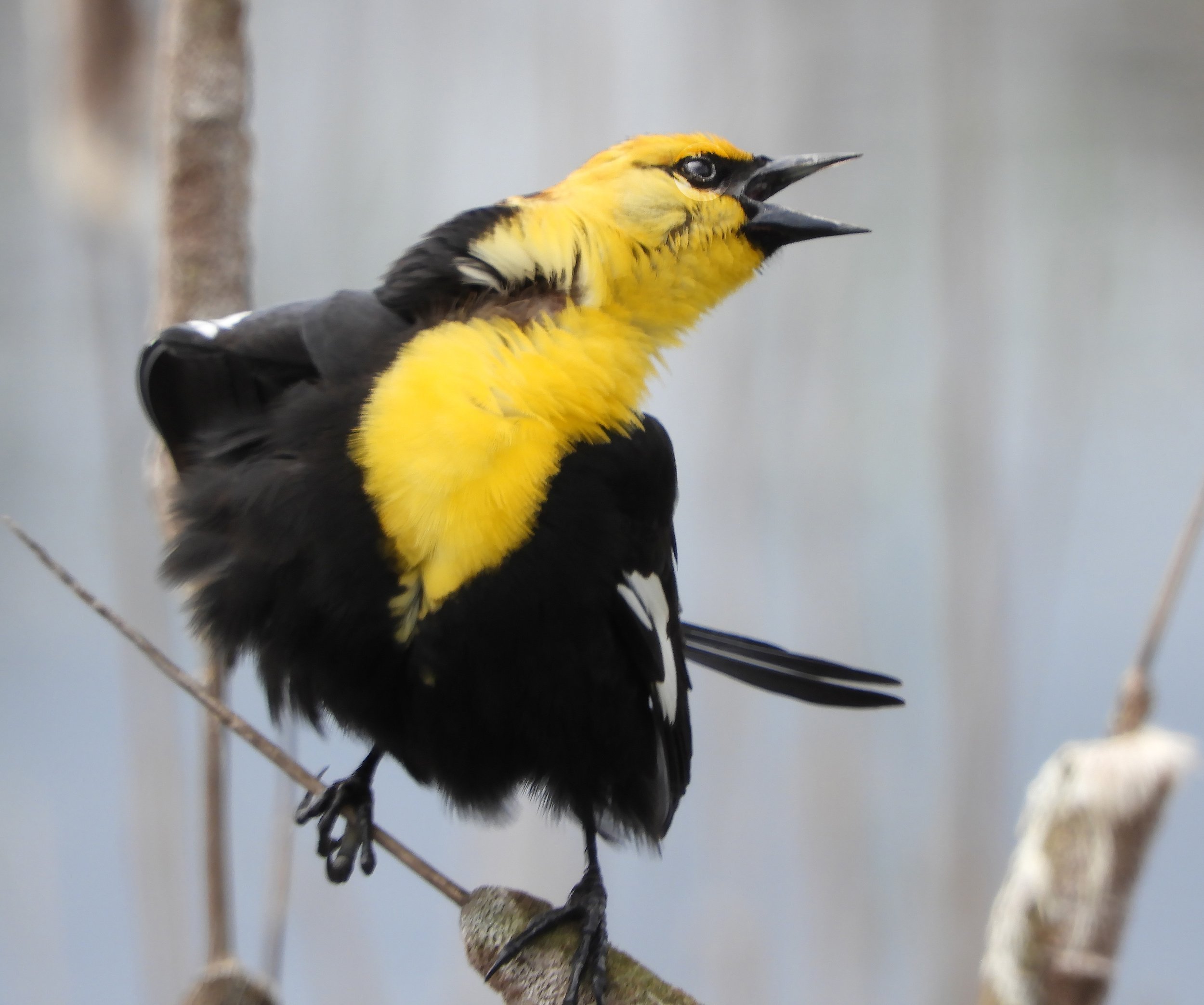 Yellow-Headed Blackbird