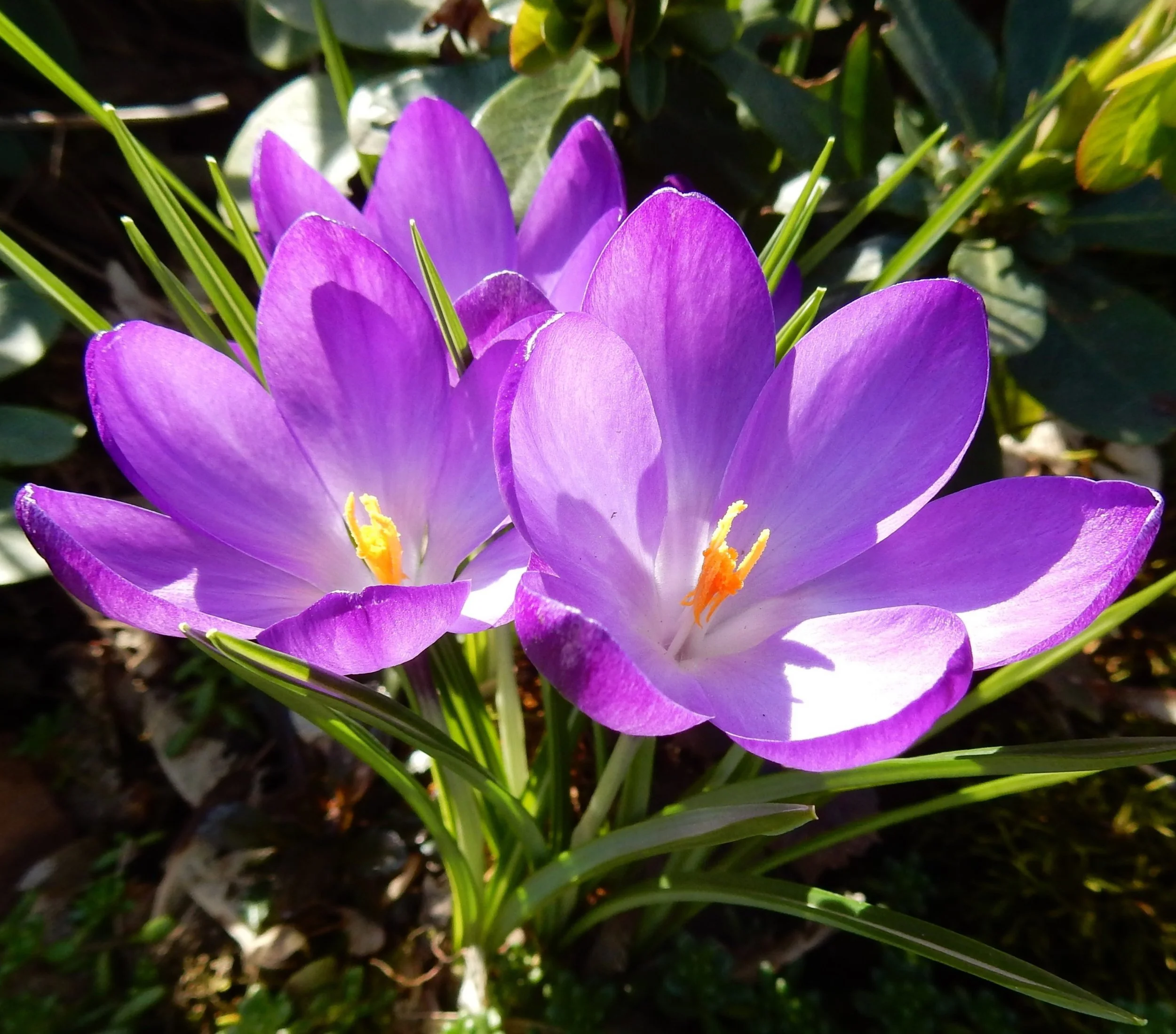 Crocus
