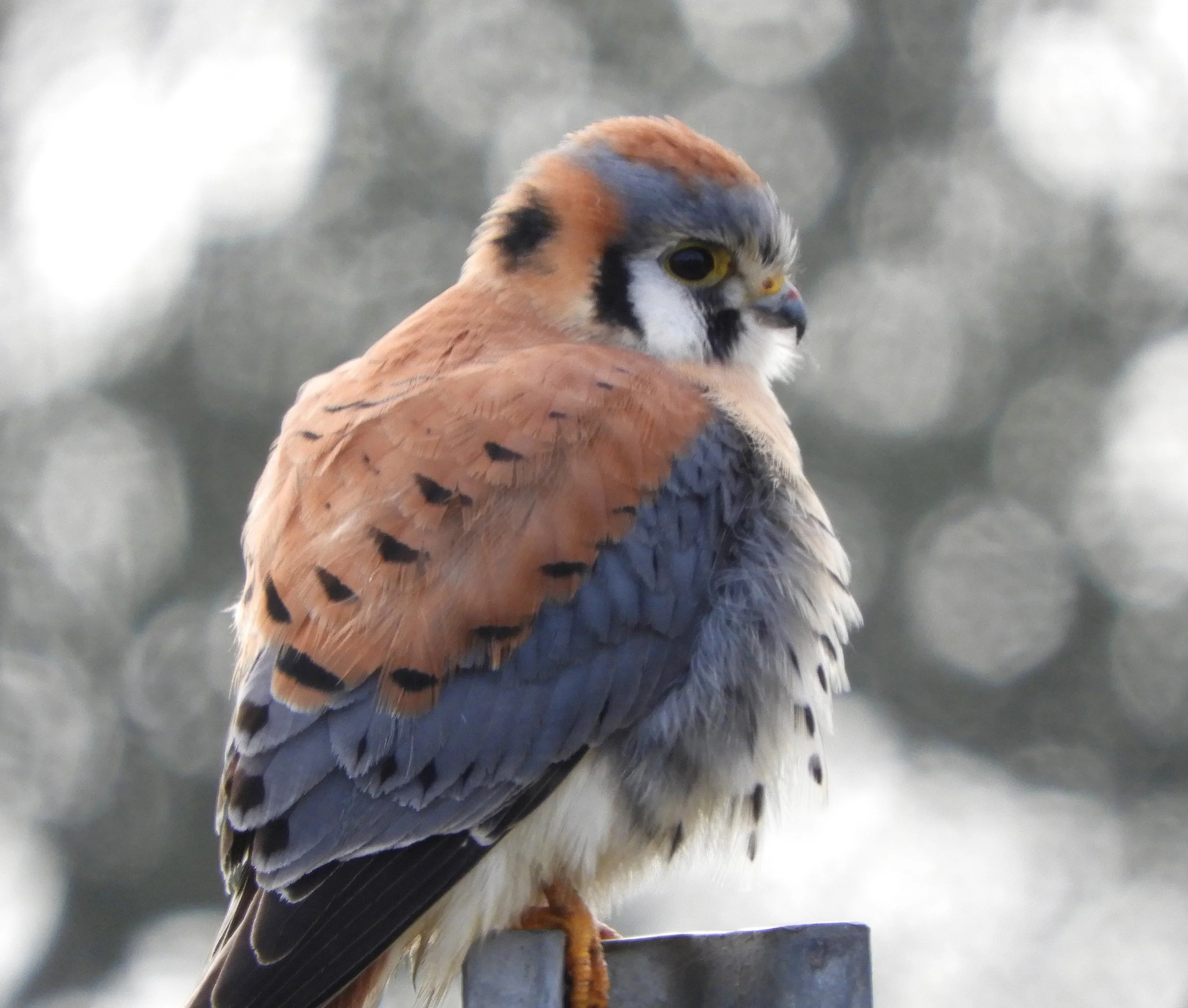 Kestrel