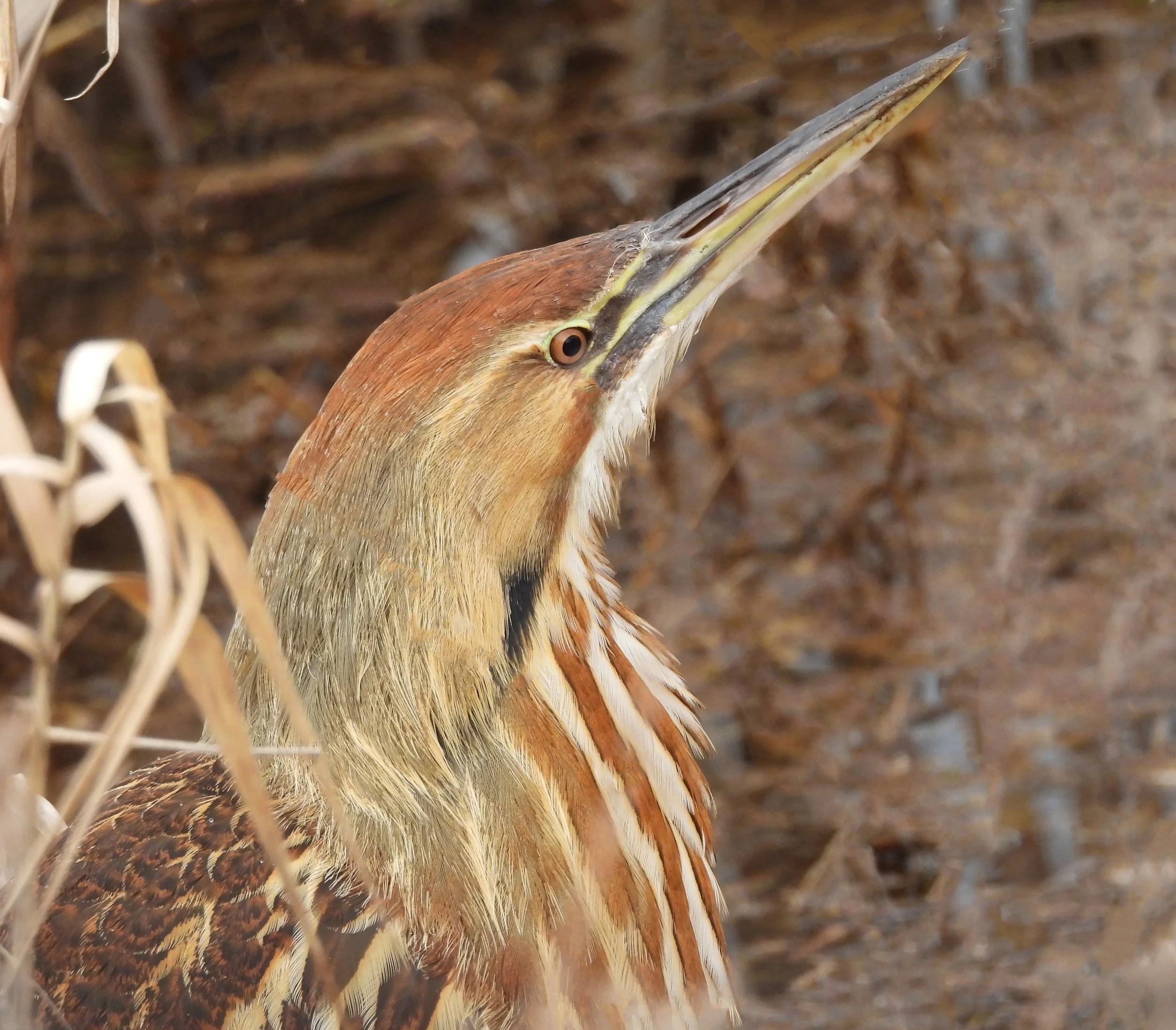 Bittern