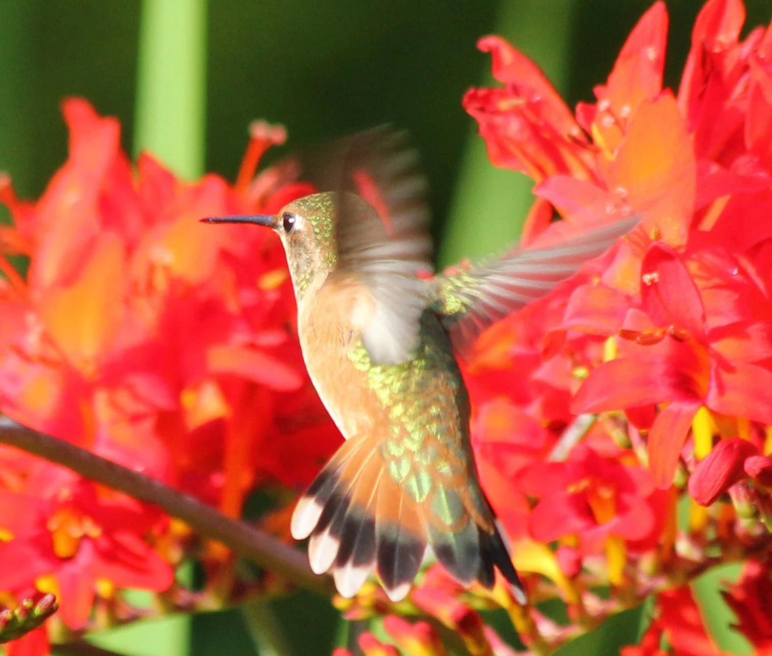Hummingbird